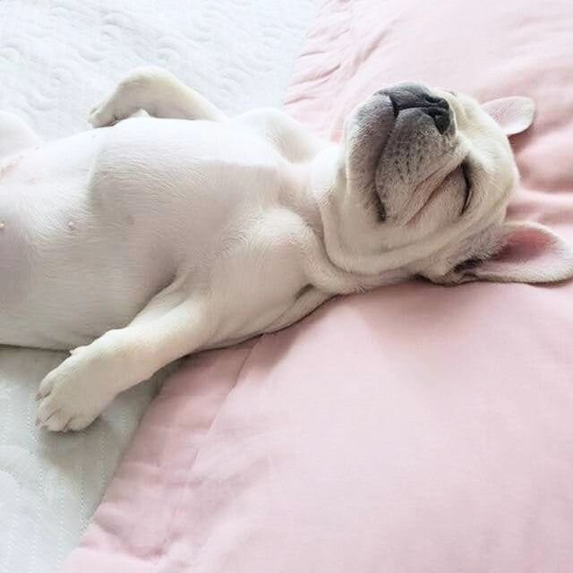 Me in bed sick right now 😪 
.
.
.
#puppy #puppylove #puppies #dogs #doglife #doglovers #cutepuppy #frenchbulldog #pup #puppyoftheday #monday #motivation #pets #dogstagram #ilovemydog #doglover #frenchie #frenchies1 #frenchiesoverload #frenchiegram #