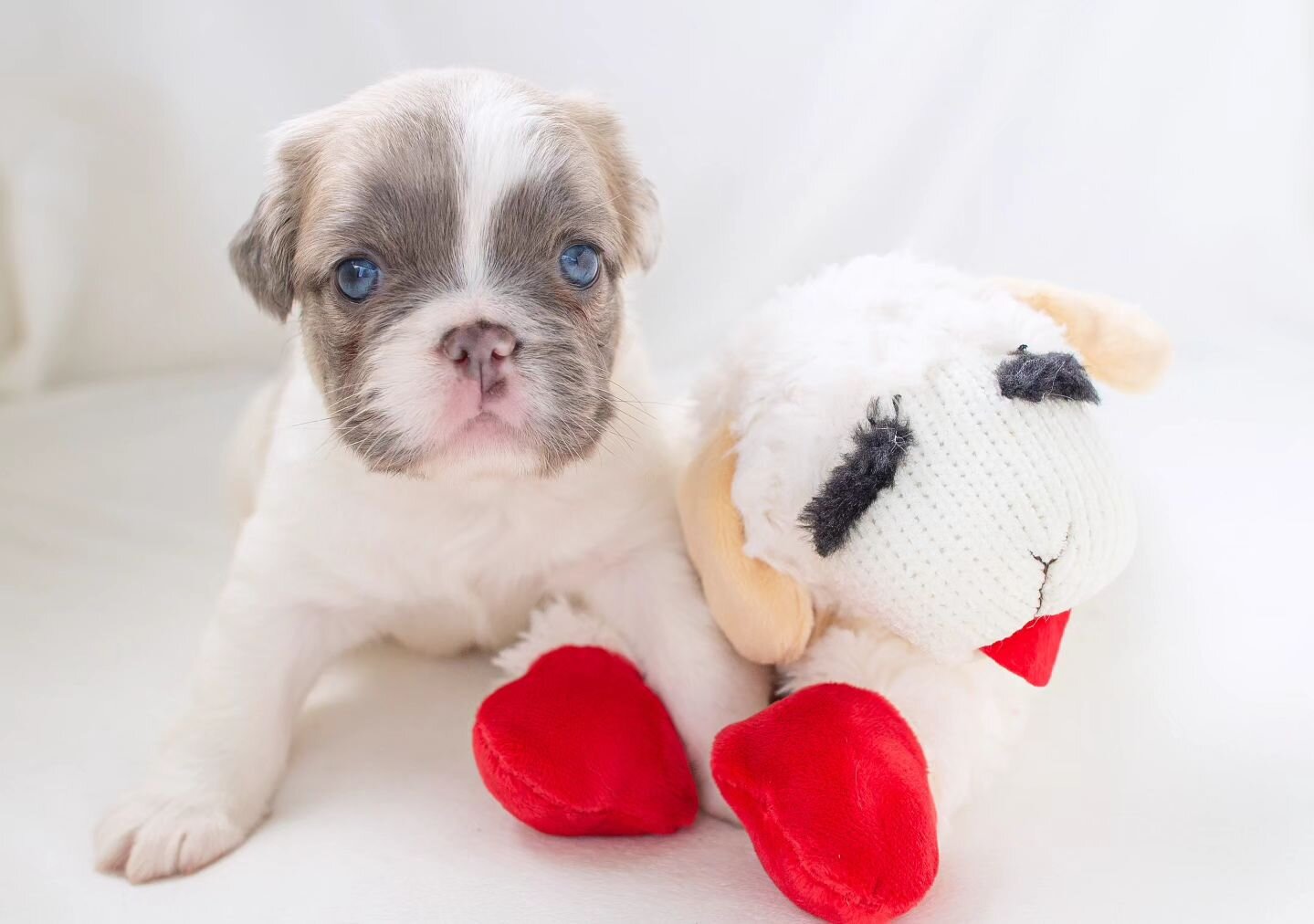 Happy Valentines Day from this little lamb chop!
.
.
.
#valentinesday #frenchbulldog #puppy #puppylove #pets #dogsofinstagram #bullylove #frenchiesarethebest #frenchies1 #thefrenchieplanet #frenchiegram #igdogs #frenchieproblems #frenchieoftheday #ig