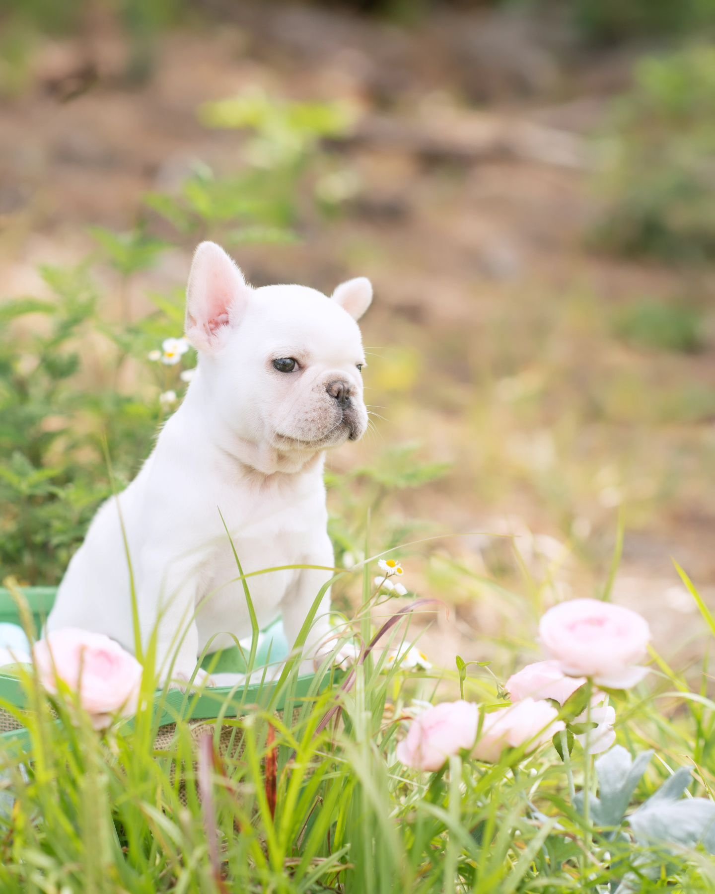 May Adventures Begin 🌸 &quot;Stepping into May with paws and a playful spirit.&quot; 🐾 Let's make memories 🌱
.
.
.
#frenchbulldogpuppies #toppawfrenchies #dogs 
#frenchielove #bulldogbabies #frenchielife #puppylove #frenchiesofinstagram #frenchien