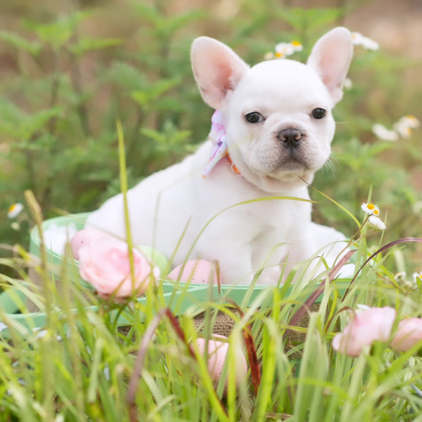 Frenchie Blossoms 🌸 &quot;In the garden of life, a frenchie is the most beautiful bloom.&quot; 🐾
.
.
.
#frenchbulldogpuppies #toppawfrenchies #dogs 
#frenchielove #bulldogbabies #frenchielife #puppylove #frenchiesofinstagram #frenchienation #bulldo