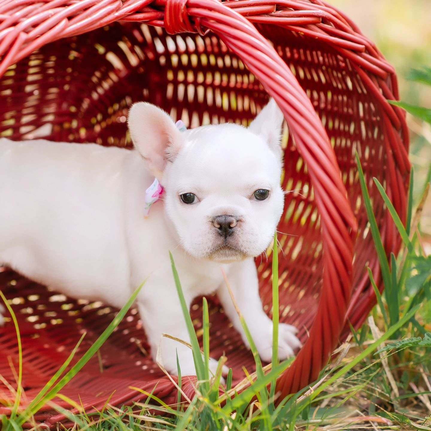 Puppy picnic in May 🌱🥕 🌞 &quot;Snacks, sunshine, and snuggles with a frenchie is the perfect recipe for a May afternoon.&quot; 🐾
.
.
.
#frenchbulldogpuppies #toppawfrenchies #dogs 
#frenchielove #bulldogbabies #frenchielife #puppylove #frenchieso