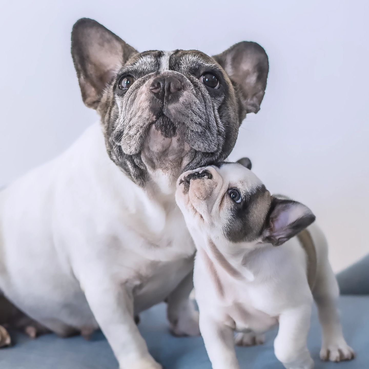 Happy Mother's Day 💐💞 from all of us here at Top Paw Frenchies 🐾 We hope your day is filled with  lots of love and relaxation. ❤️😌
.
.
.
#mothersday #puppylove #puppies #dogs #doglife #doglovers #cutepuppy #frenchbulldog #toppawfrenchies #puppyof