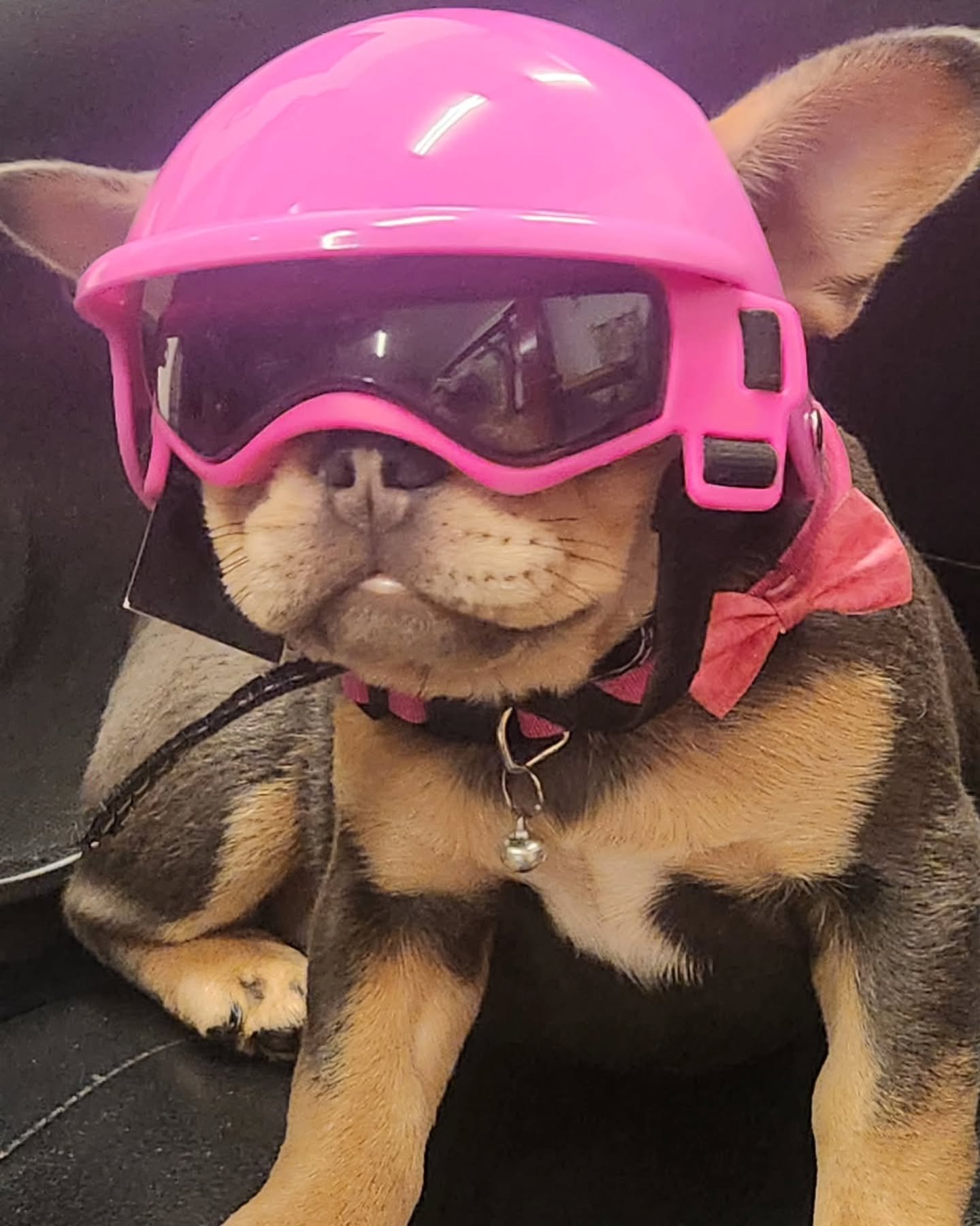 Look who is getting ready to take a motorcycle ride 🏍🐾
.
.
.
#frenchbulldog #frenchie #frenchiemom  #photography #frenchie #momsofig #frenchiesofinstagram #puppy #puppies #toppawfrenchies #dogs #pets #ilovemyfrenchie #florida #dogmom #frenchieworld