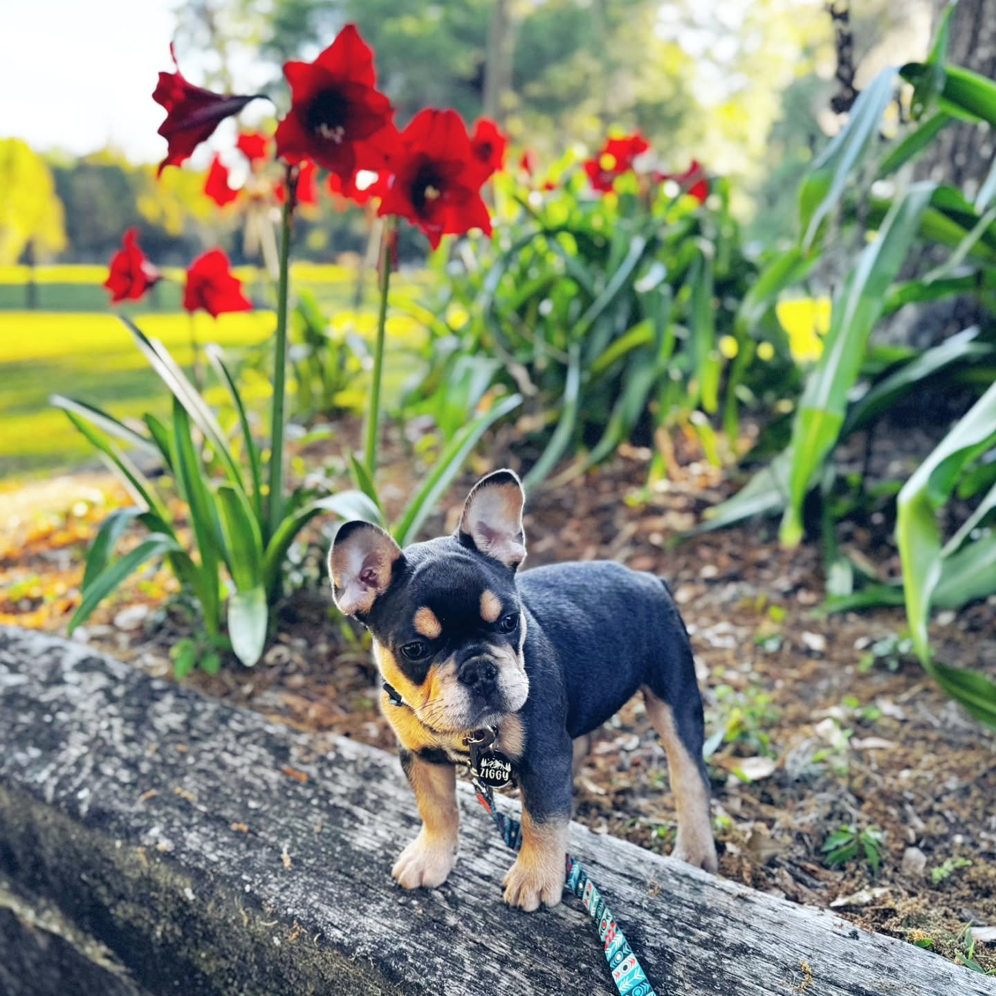 Ziggy is settled in his new home and doing amazing. I love the photo updates and thought I should share. He's a handsome little guy. 
.
.
.
#frenchbulldog #frenchie #frenchiemom  #photography #frenchie #momsofig #frenchiesofinstagram #puppy #puppies 