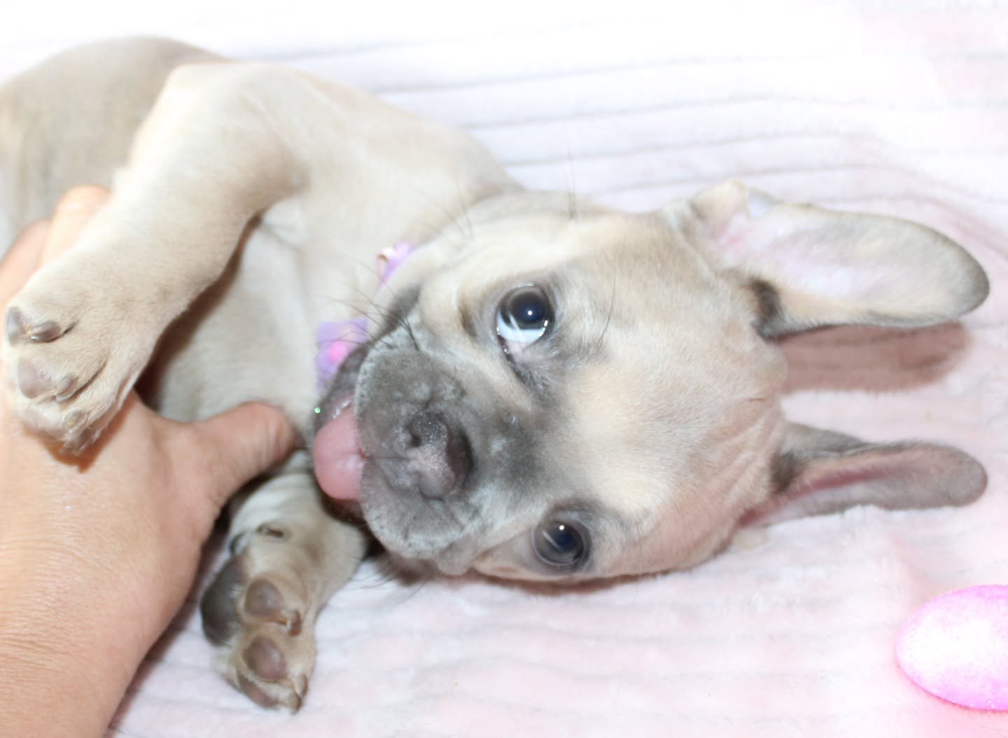 Silly rabbit 🐇

TopPawFrenchies.com 
.
.
.
.
#happydog #frenchbulldog #frenchie #frenchiemom  #photography #frenchie #momsofig #frenchiesofinstagram #puppy #puppies #toppawfrenchies #dogs #pets #ilovemyfrenchie #florida #dogmom #frenchieworld #frenc