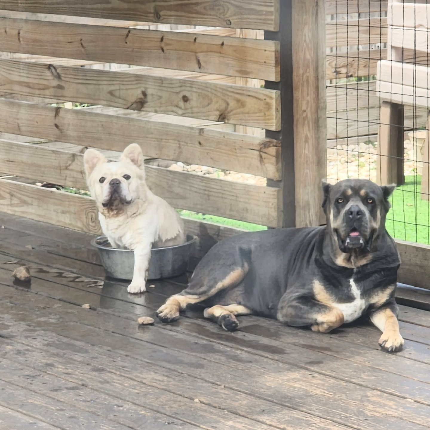 Hi, my name is Loki, I like to sit my big butt in the water bowl so everyone else has to drink my nasty booty water. Mom yells at me all the time, and I have a pool full of water 6 feet away, but I don't care. I do what I want. 🐾
.
.
.
#frenchbulldo