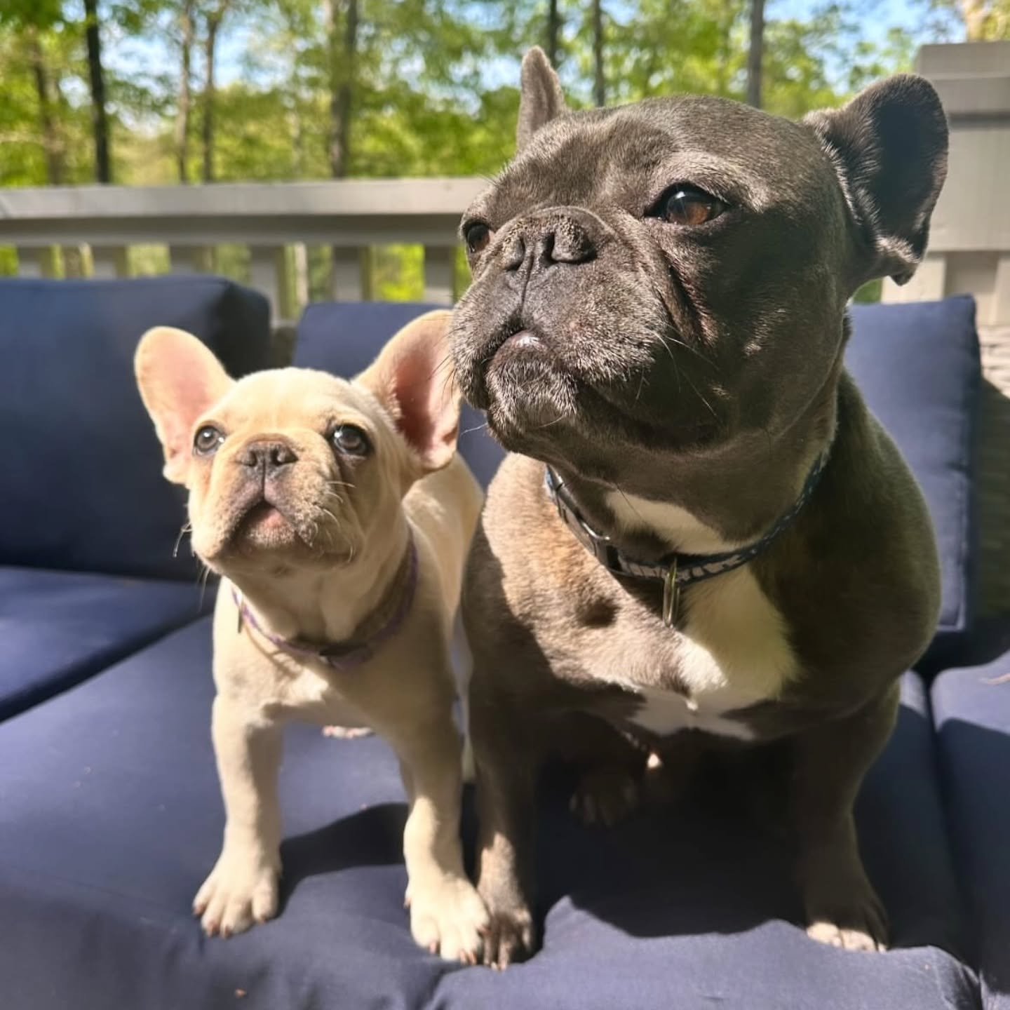 Ringo is settling in with his big brother Bowie, they had a wonderful Easter weekend playing and seeking all the attention. 🐣🐰🐾&hearts;️
.
.
.
#EasterPuppy #momsofig brotherlylove  #frenchiesofinstagram #puppy #puppies #toppawfrenchies #dogs #igda