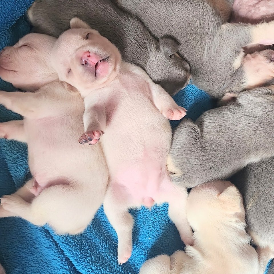 When you find that perfect spot. 😴💤
.
.
.
#frenchbulldog #frenchie #frenchiemom  #photography #frenchie #momsofig #frenchiesofinstagram #puppy #puppies #toppawfrenchies #dogs #pets #ilovemyfrenchie #florida #dogmom #frenchieworld #frenchies1 #frenc