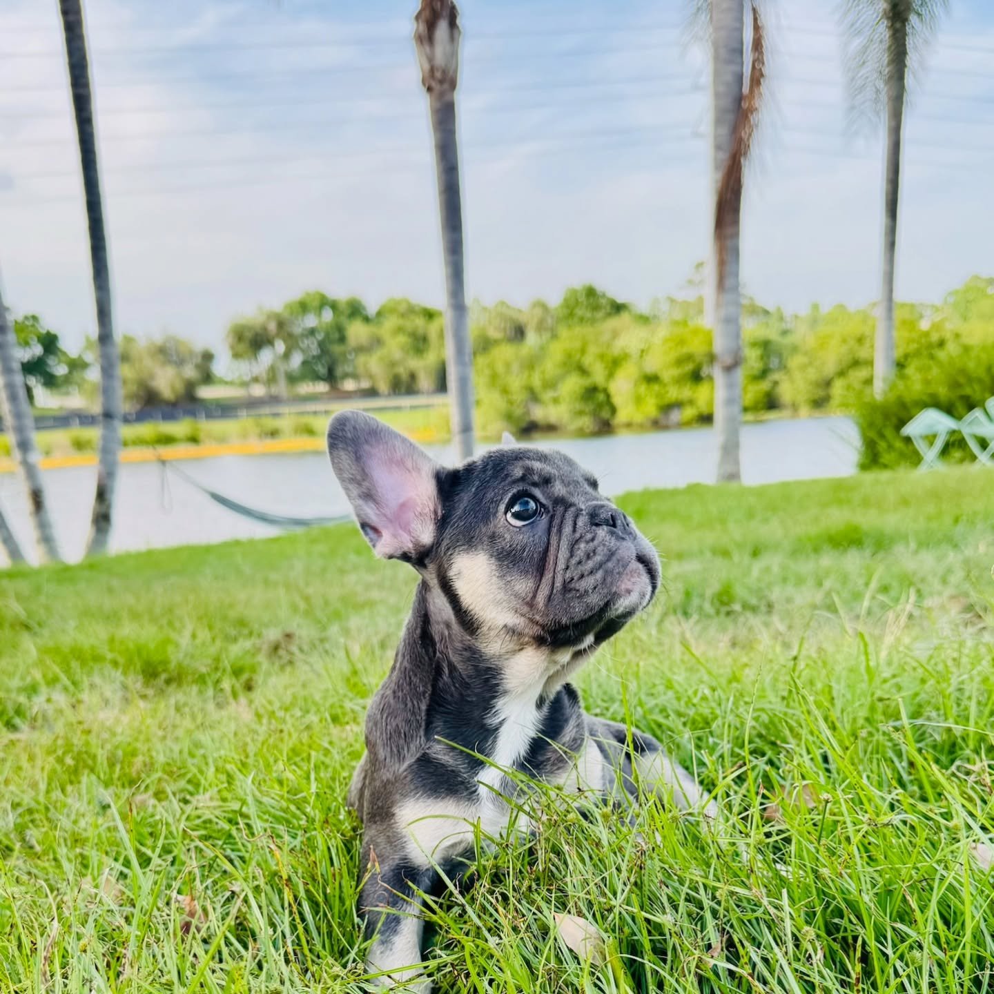 This sweet baby girl was returned to us through no fault of her own. The family had a lot of recent changes and is unable to keep her and give her the attention she needs and deserves, As heartbreaking as it was for them. We will always take them bac