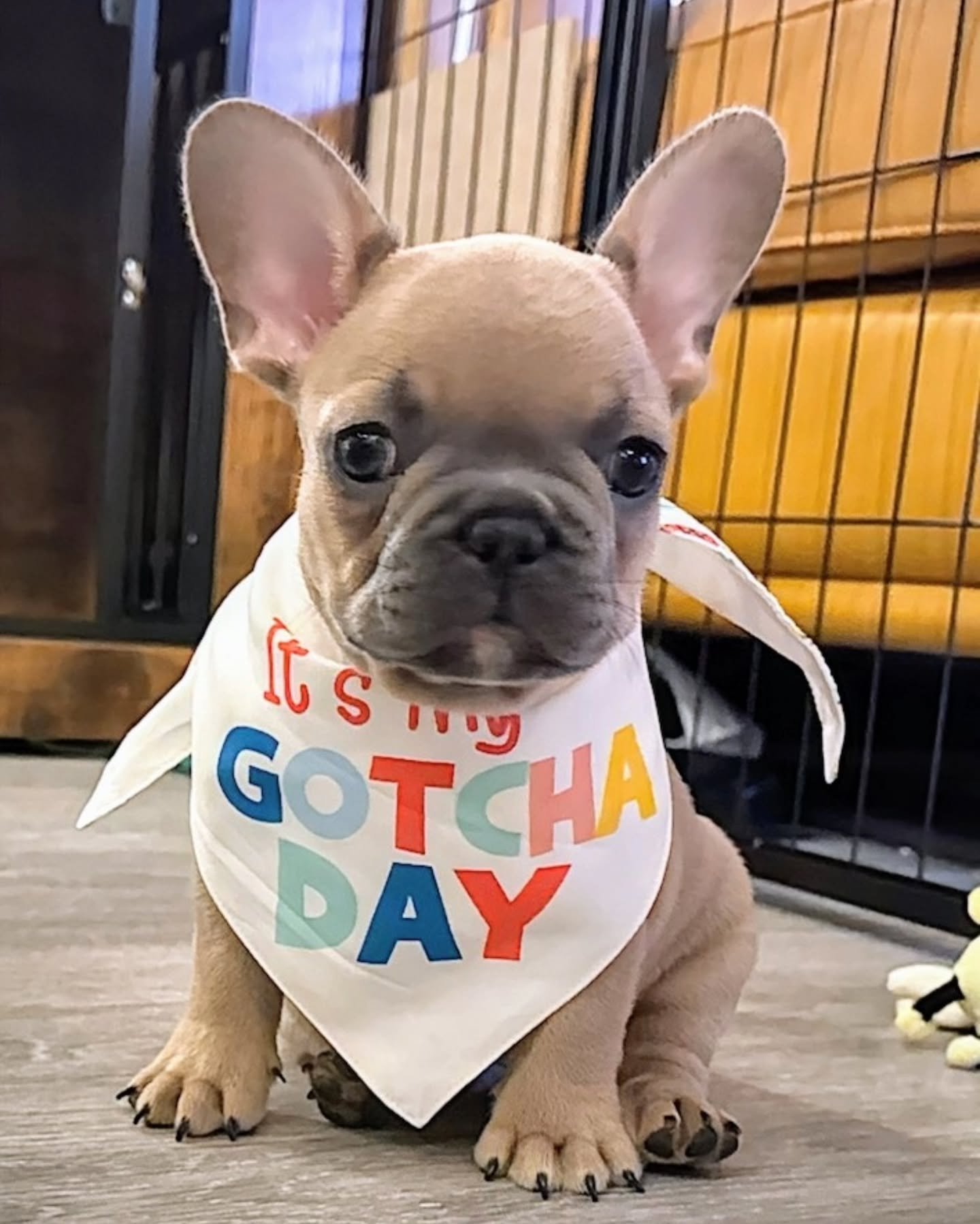 So thankful to Bradley &amp; Callum for giving this sweet pup the most loving forever home! 💙 Watching our babies find families like yours is what it&rsquo;s all about. 🐾 If you ever need anything at all, we&rsquo;re always here for you&mdash;once 