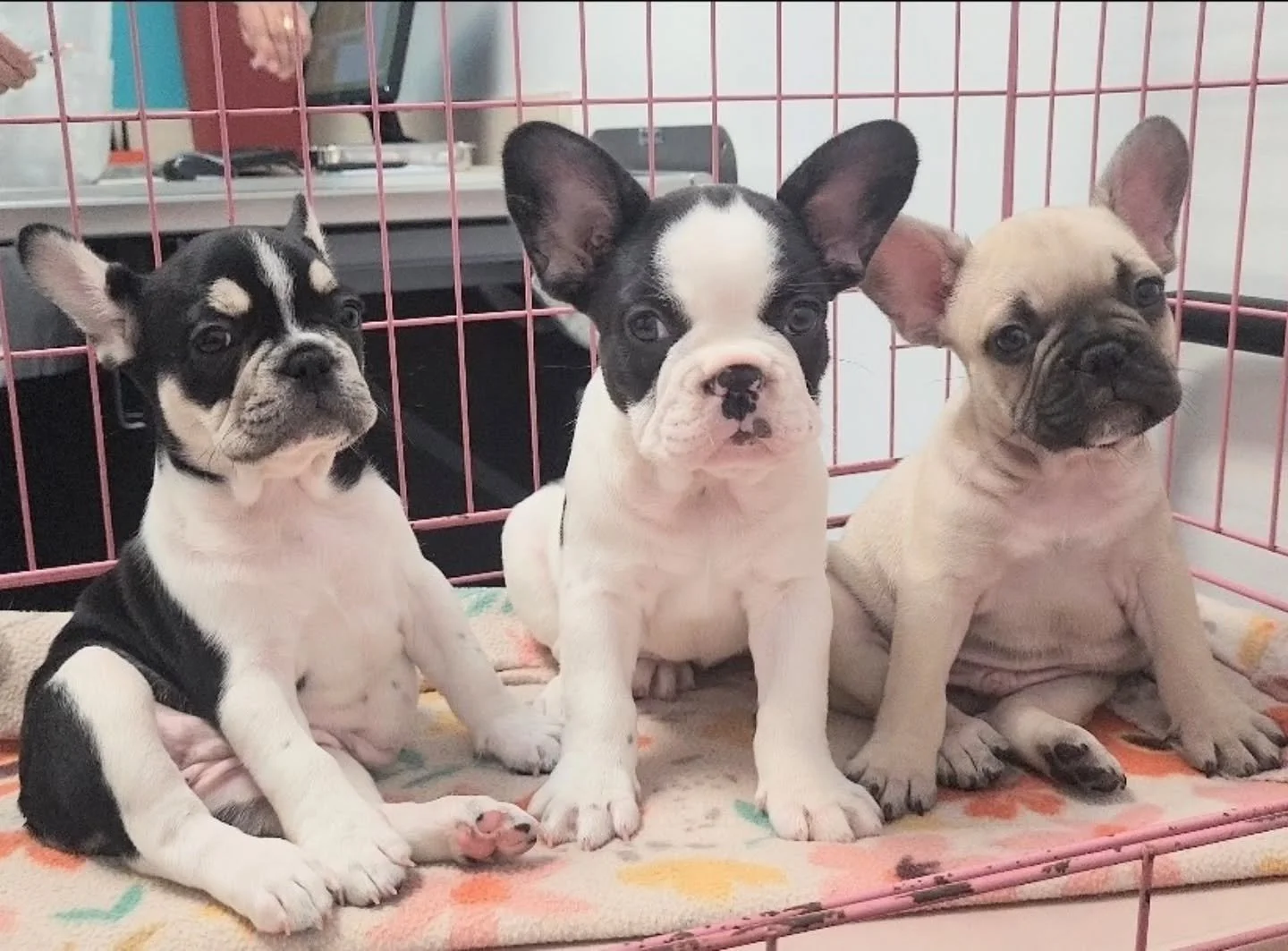 First vet visit ✔️ Shots ✔️ Health check ✔️
These little cuties are all set and ready to go home this weekend! 🐾💉🏡
DM to reserve your perfect pup! 💌 #FrenchiePuppies #VetVisit #PuppyLove #TopPawFrenchies #ReadyForTheirForeverHome
