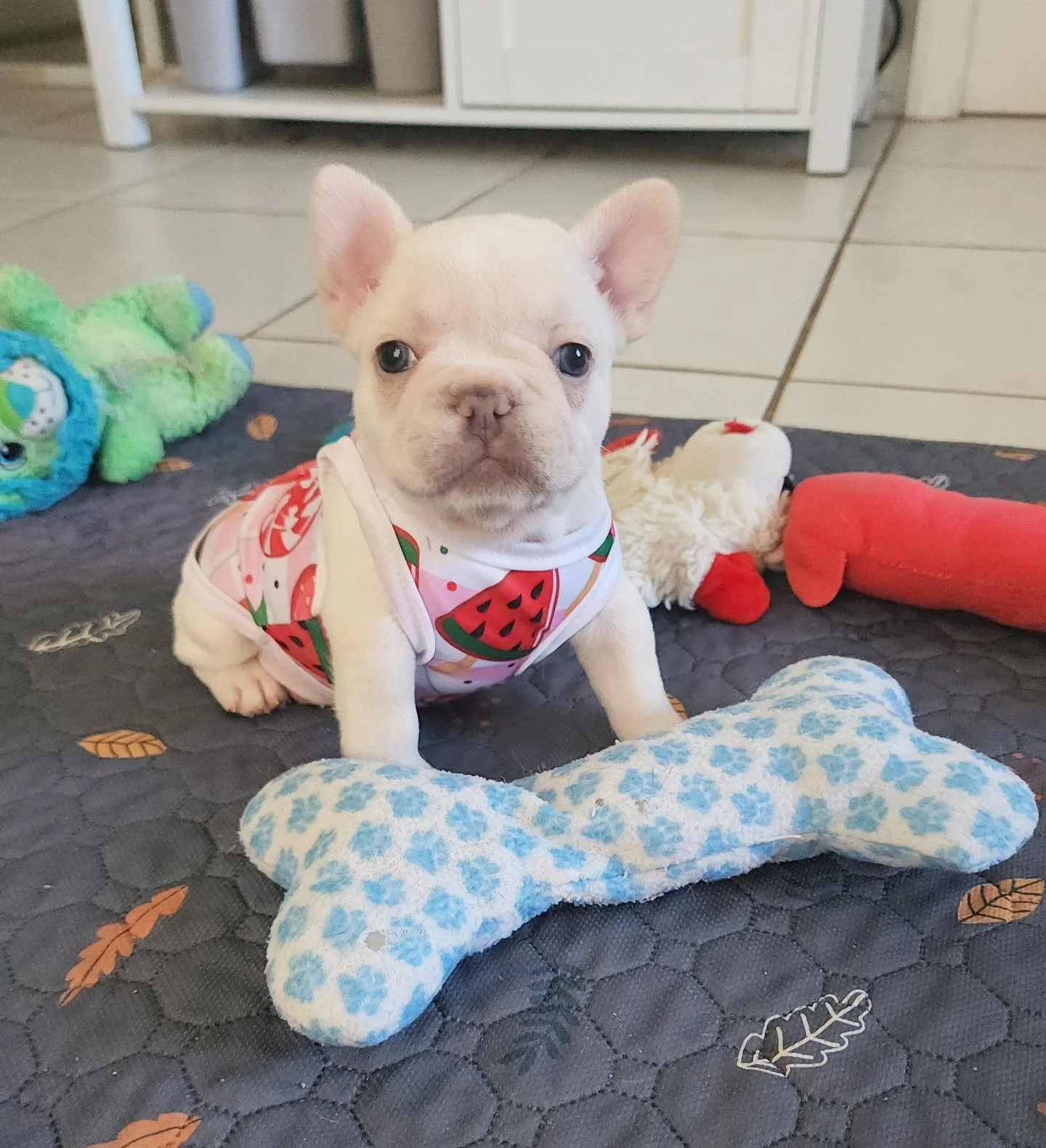 ✨ Meet our little cream dream ✨
This sweet Frenchie girl is already stealing hearts with her squishy face, tiny paws, and big personality 💛🐾 She&rsquo;s the definition of sugar, spice, and everything nice!

Who could resist those puppy eyes? 🥹💖

