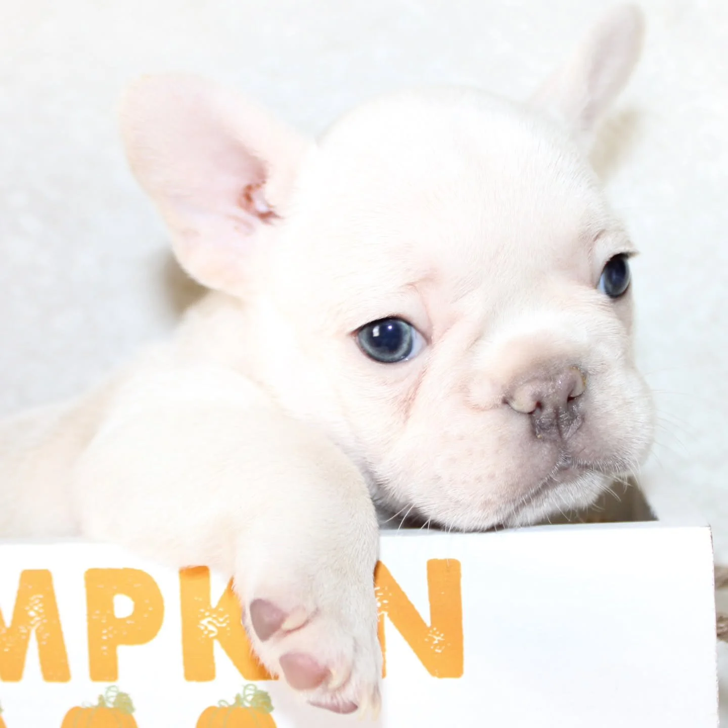 🎃👻 Our little pumpkin is stealing the spotlight this spooky season 🍂🐾 Sweet, snuggly, and already full of charm 💛✨ This cream boy has so much love to give and is patiently waiting to share his magic with the right family 🏡❤️ Visit TopPawFrenchi