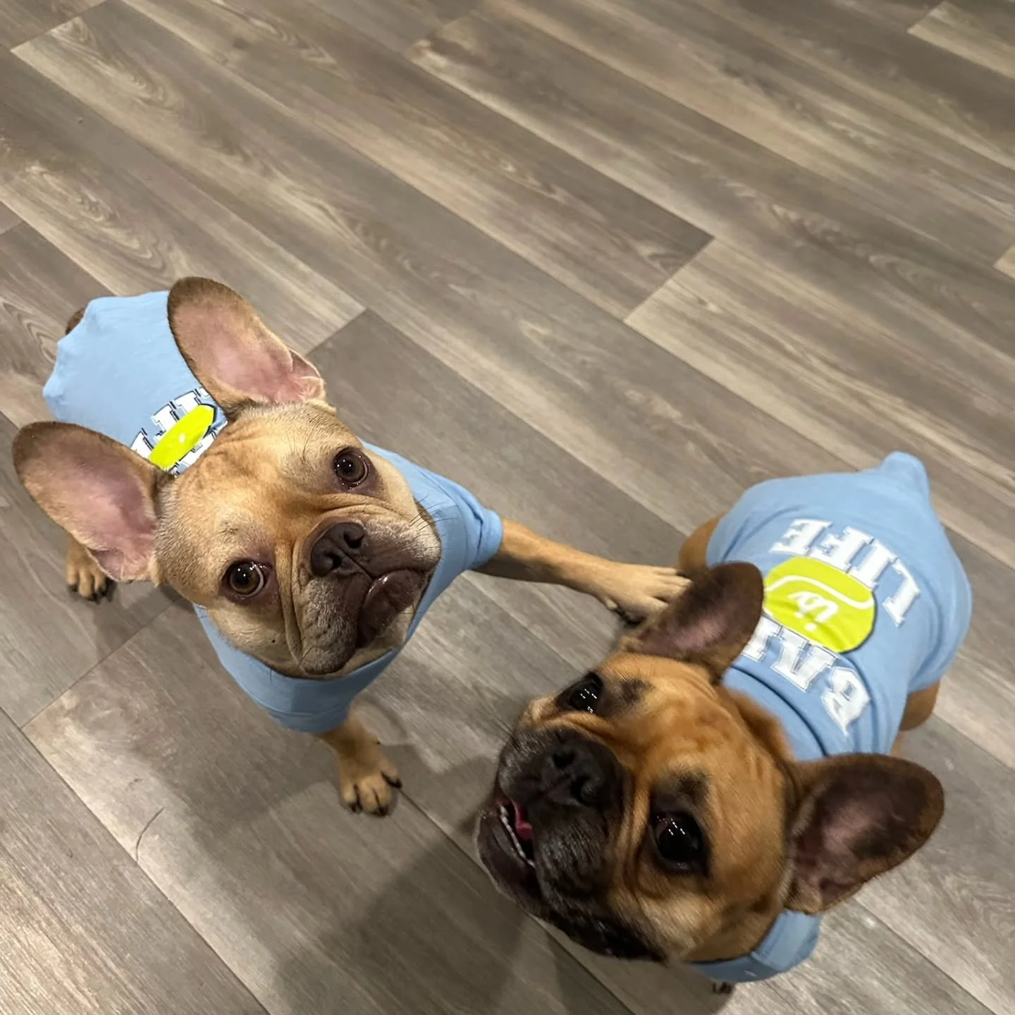 "Like father, like son ππΎ Double the wrinkles, double the charm! These two are proof that good looks definitely run in the family" π Pork Chop has found his forever home with his son Ryle.
#FrenchieFam #MiniMeMoments
#FrenchBulldogLove