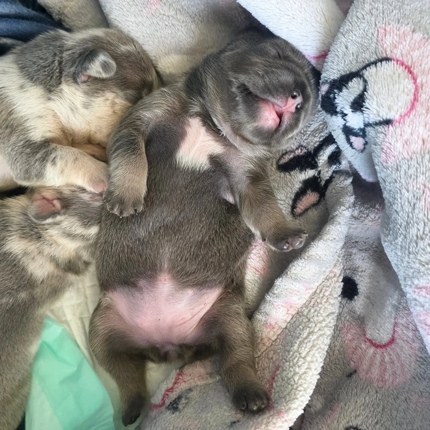 The bellies. ❤️🥰 

#frenchbulldog #puppies #toppawfrenchies #frenchie #frenchiegram #blackfriday 
.

A preview of our newest litter from Rocket &amp; Bubbles. 10 days old today. 2 girls, 3 boys. 1st pick is Reserved. Contact us for more details. Rea