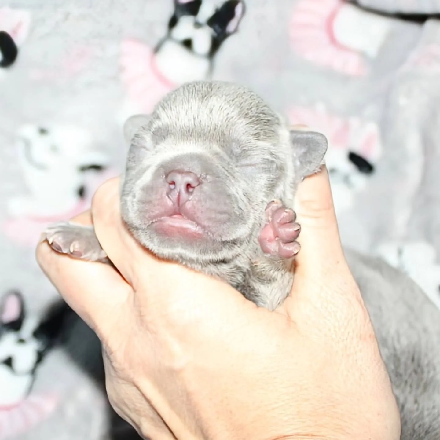 One week old today 💜 tiny paws, sleepy snuggles, and already stealing hearts. This little lilac is pure perfection ✨🐾
#LilacFrenchie #FrenchBulldogPuppy #OneWeekOld #TopPawFrenchies #FrenchieLove