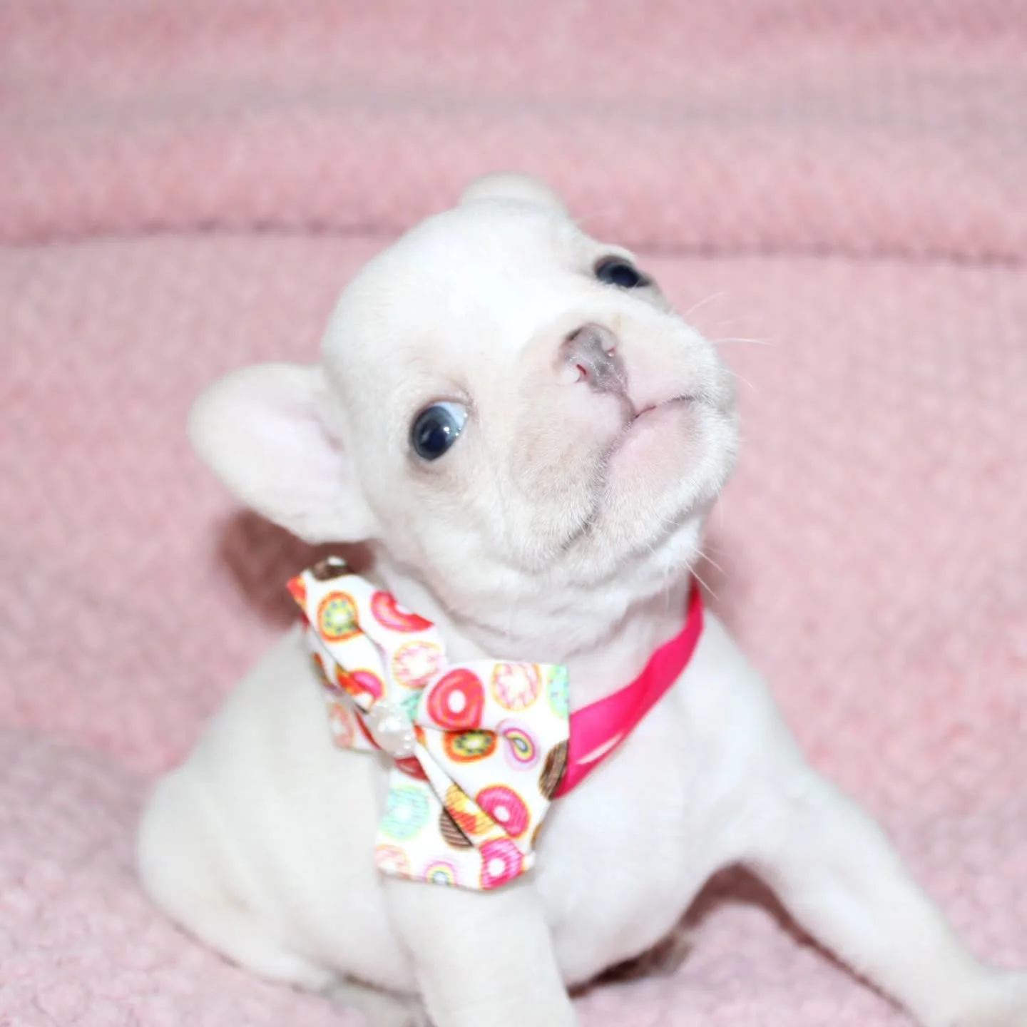 ✨ Five weeks old and already stealing hearts ✨
This sweet cream girl is full of cuddles, curiosity, and puppy kisses 💛
She&rsquo;s starting to explore the world and is now looking for her forever home 🏡🐾
📩 Message us for details
#CreamFrenchie #F