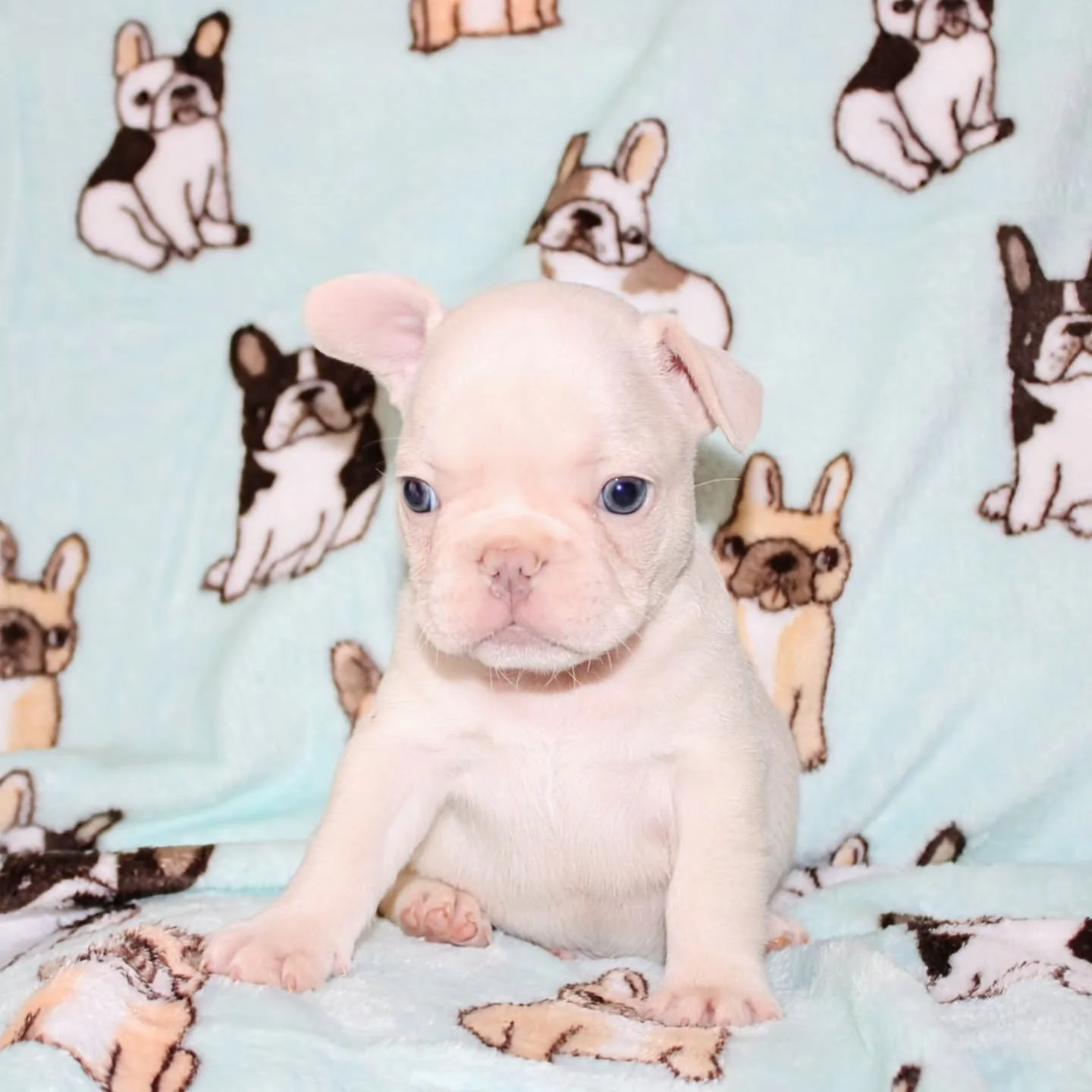 One ear up&hellip; one ear buffering&hellip; 🐶📶
Still downloading the rest of his personality, but so far it&rsquo;s 100% sass and 200% adorable.
He may not have both ears on duty yet, but he&rsquo;s fully alert for snacks, snuggles, and any word t