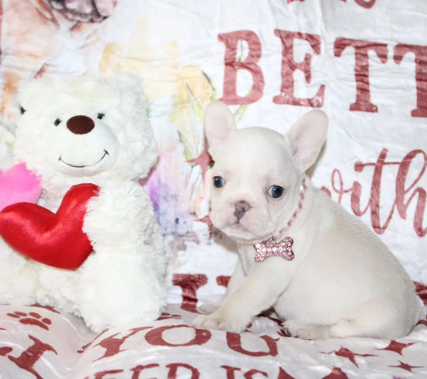 Love is wet noses, tiny paws, and puppy kisses 💕

Nothing says &ldquo;be mine&rdquo; like a Frenchie Valentine 🐾💌

#TopPawFrenchies #FrenchieLove #ValentinesPuppy #FrenchBulldogLife #PuppyKisses