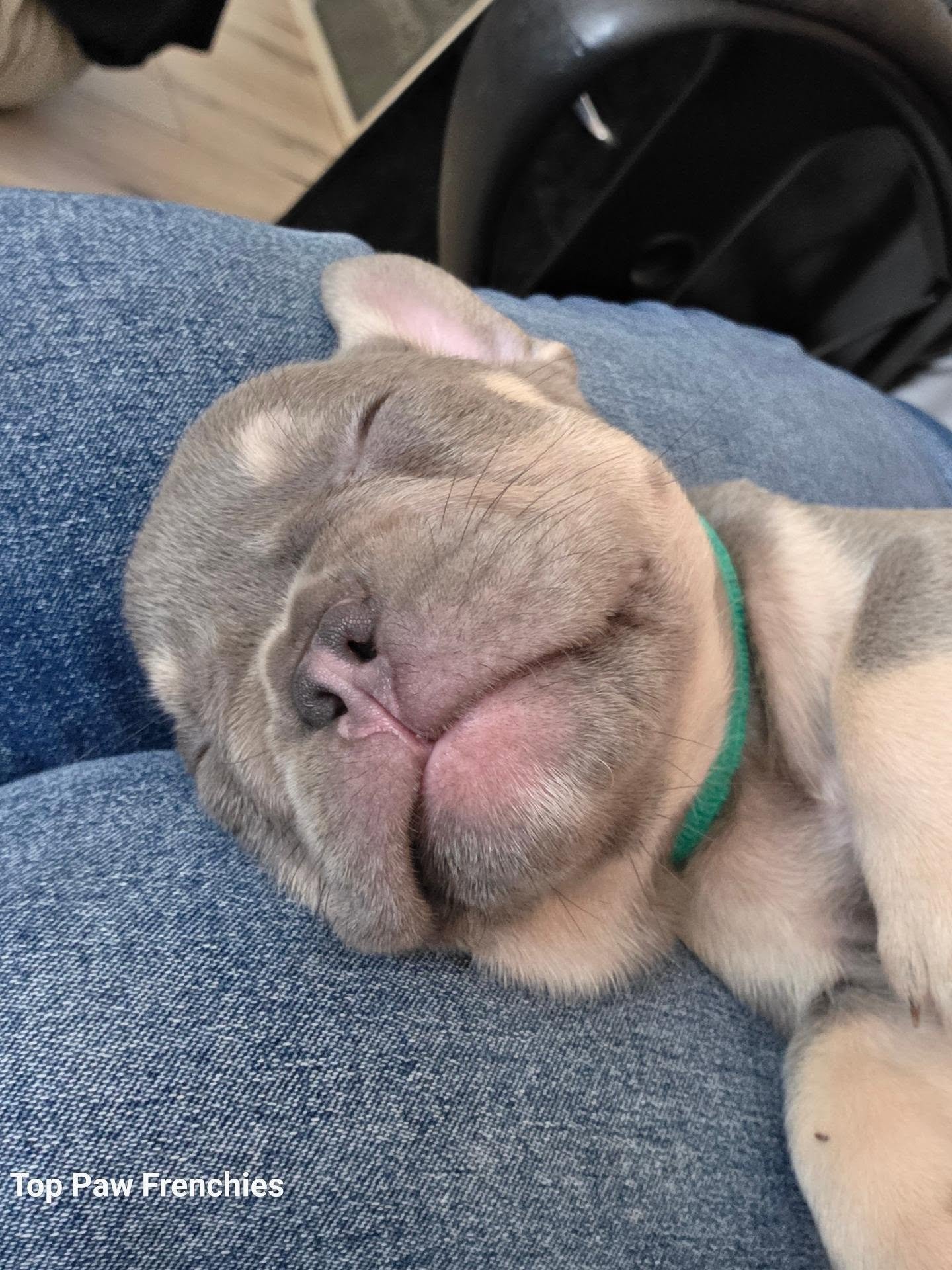 Just a little boy and his favorite nap spot 💙🐾
Milk drunk, belly full, dreaming big&hellip; right here on my lap.
These are the moments that make it all worth it.

#TopPawFrenchies #FrenchieBaby #PuppySnuggles #FrenchBulldogLove #BreederLife