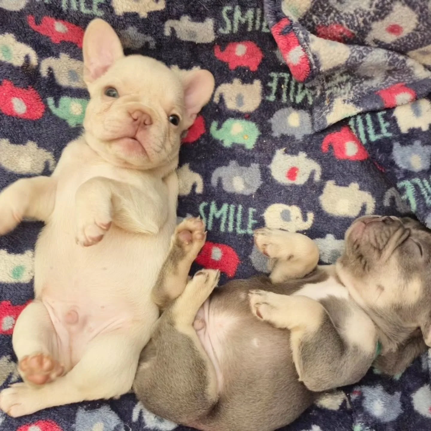 6 weeks of pure squish 💙
Belly rubs ✔️
Milk naps ✔️
Close-up puppy stare that says &ldquo;pick me&rdquo; ✔️
How are we supposed to get anything done around here? 😩🐾
#FrenchieBoy #TopPawFrenchies #FrenchieObsessed #PuppySnuggles #FrenchieLife