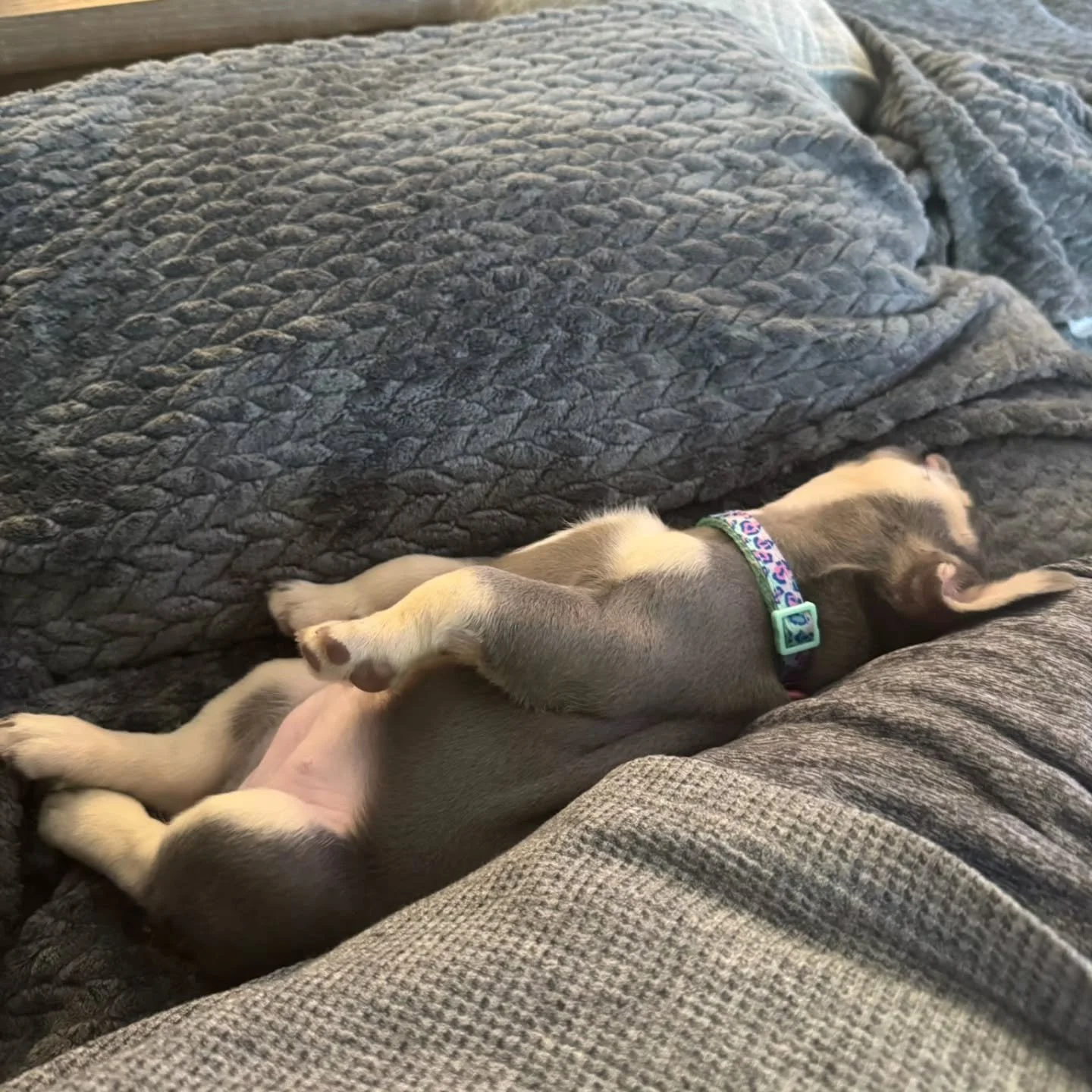 Nothing makes us happier than seeing our puppies settling into their new homes so perfectly 🐾💙 Thank you to all of our amazing families for the love, cuddles, and updates. It means the world to us!

#toppawfrenchies #frenchbulldog #frenchiepuppy #f