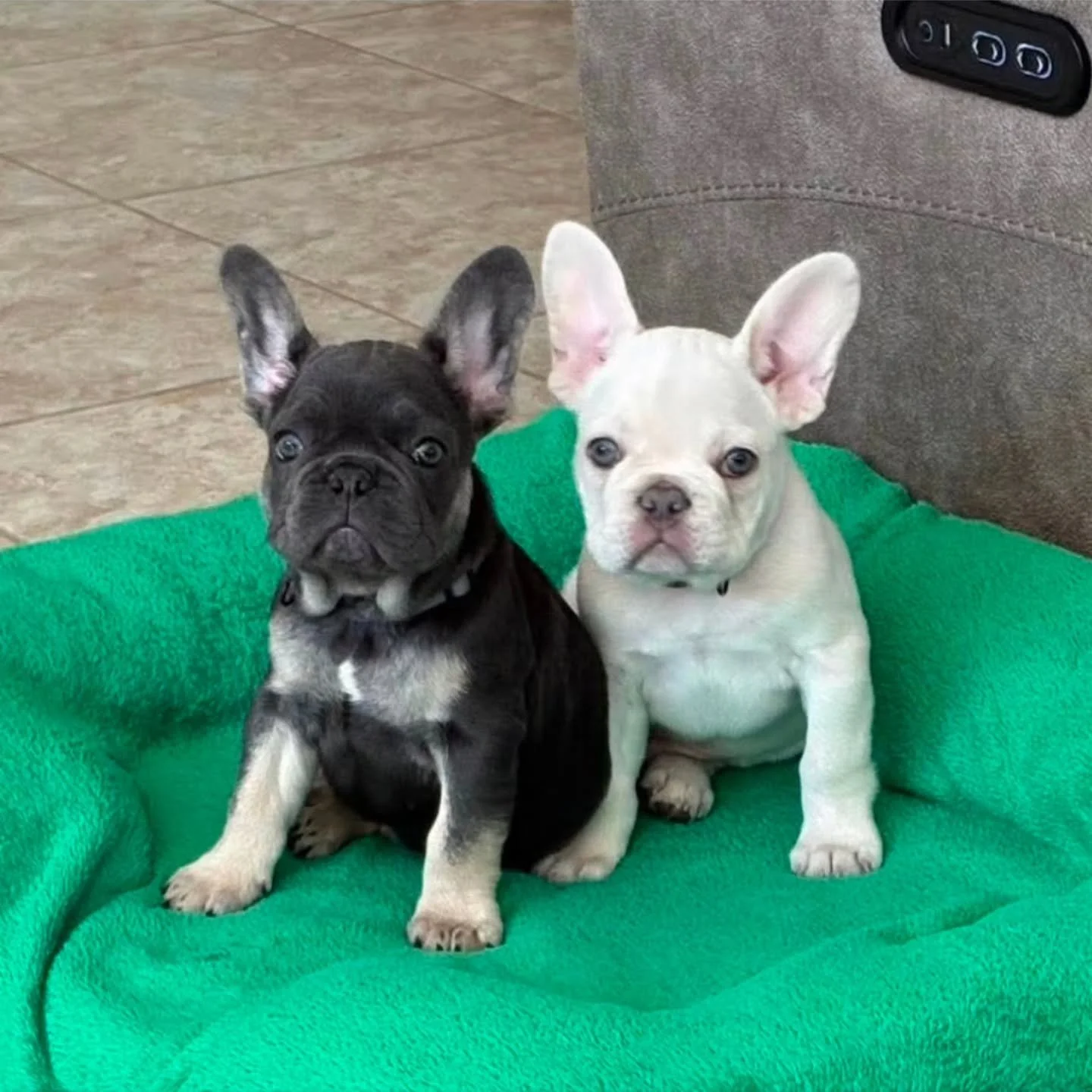 🐾❤️ PUPDATE: Double the Puppy Love ❤️🐾

One of the most special updates we've received recently comes from Lily's two handsome boys from our last litter. Milo (left) &amp; Clyde (right)

These sweet brothers had quite the journey before they ever w