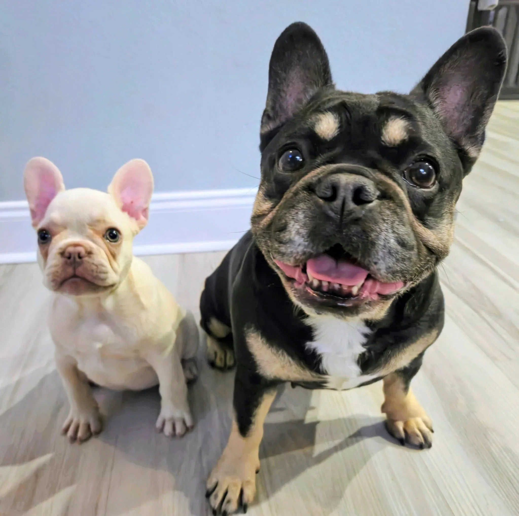 How to Introduce a New French Bulldog Puppy to Other Household Pets