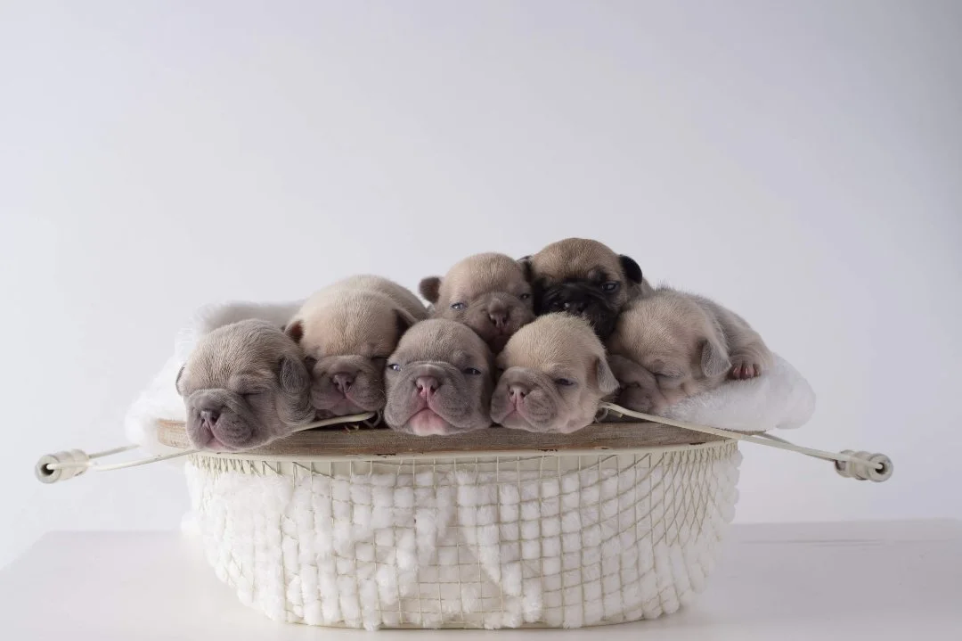 There's something about finding old puppy photos that instantly makes your day a little better. 🥹❤️
I was scrolling through old memories and came across this little basket of sleepy potatoes. It's hard to believe these tiny faces once fit together i