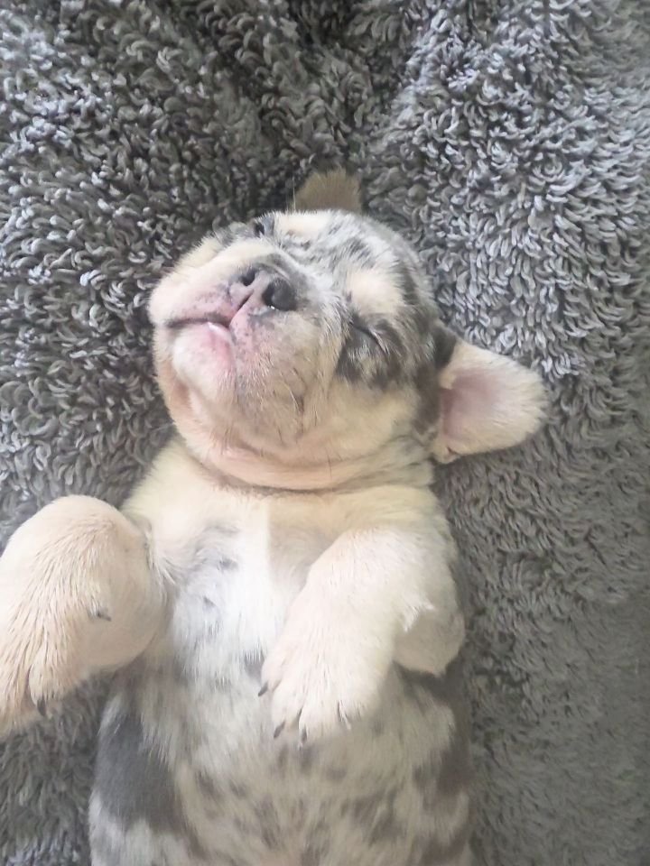 POV: You Have an Adorable French Bulldog Puppy Sleeping in Your Lap 🥹💙

There might not be a better feeling than this... ❤️

This sweet little French Bulldog puppy decided my lap was the perfect place for a cozy nap, and I couldn't resist sharing t