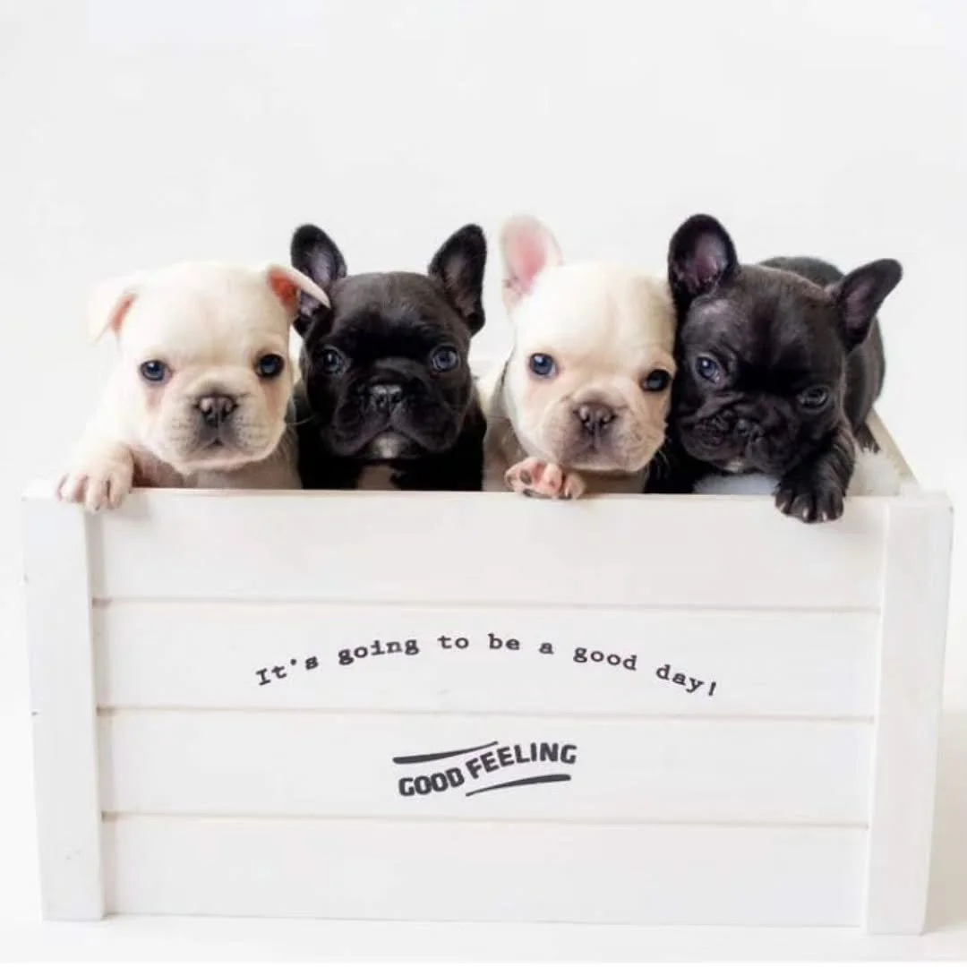 🐶💙 Monday is almost in the books...

We just wanted to pop in and wish everyone a relaxing evening! We hope your day had a few reasons to smile, a few puppy cuddles (or at least some cute dog photos 😄), and that the rest of your week only gets bet