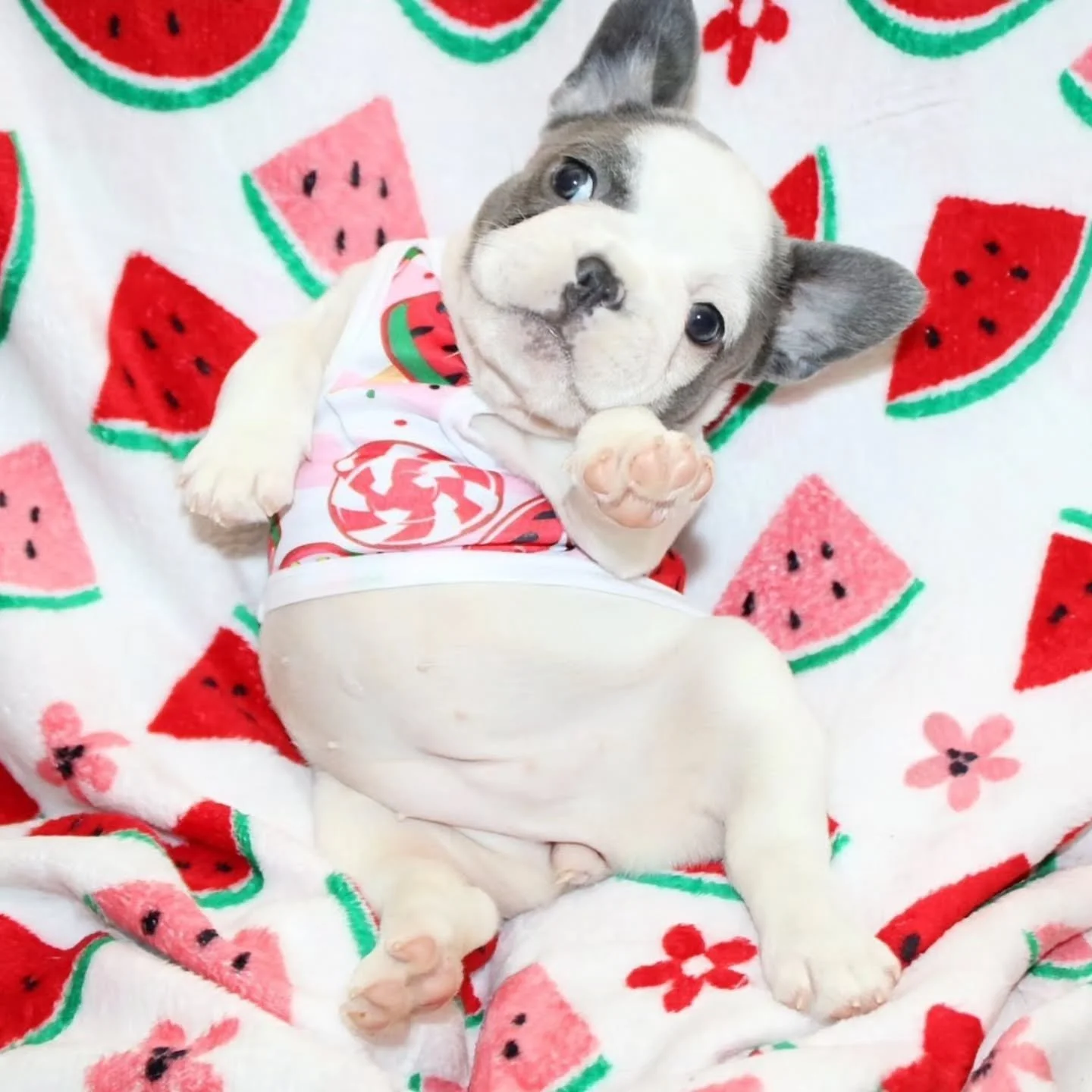 I didn't choose the model life... the model life chose me. 📸😂

I'm trying to look adorable over here, and honestly... I think I'm absolutely crushing it. 🍉💕

Drop a ❤️ if this little face made you smile today!

#FrenchBulldog #FrenchiePuppy #Pupp