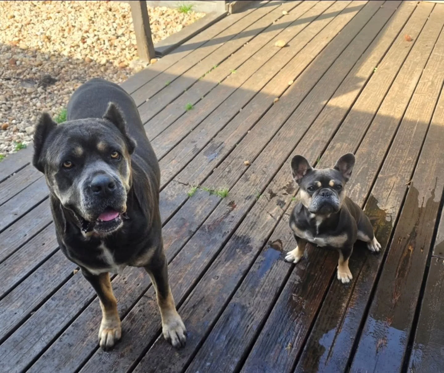 The look says it all... 👀💦

They've decided I'm taking WAY too long to turn on the water hose. 😂 Every summer, this is their favorite game&mdash;sit patiently, stare me down, and wait for that first spray of cool water.

Safe to say they're not th