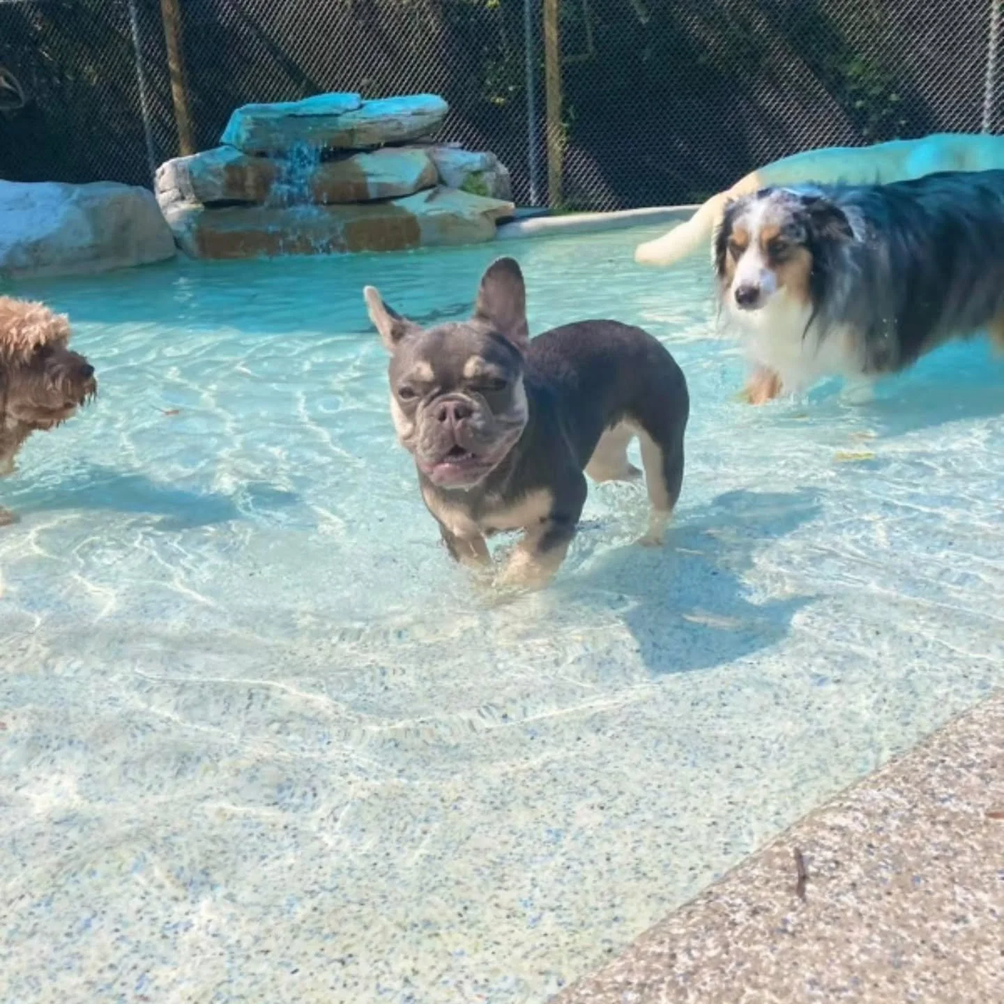 Pupdate: One of our creations living her best life spending a day at doggy daycare. Winnie is lapping up lots of sunshine as she splashes in the pool with her pup friends. 💦🐾🌞
.
.
.
#frenchbulldog #puppy #toppawfrenchies #frenchiemom #doggiedaycar