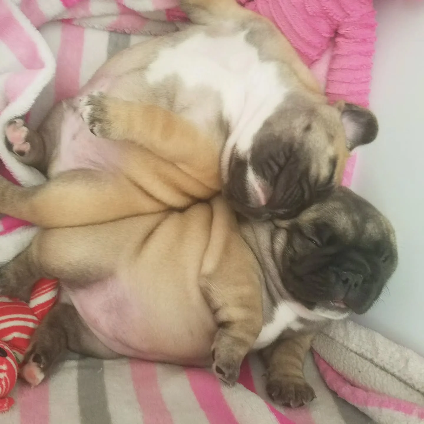 When you're so comfortable that the only acceptable way to sleep is belly up... 😴🐾💙

No worries. No stress. Just puppy dreams, tiny snores, and total trust. I'd say this little one has life all figured out. 🥹

These are the moments that make rais