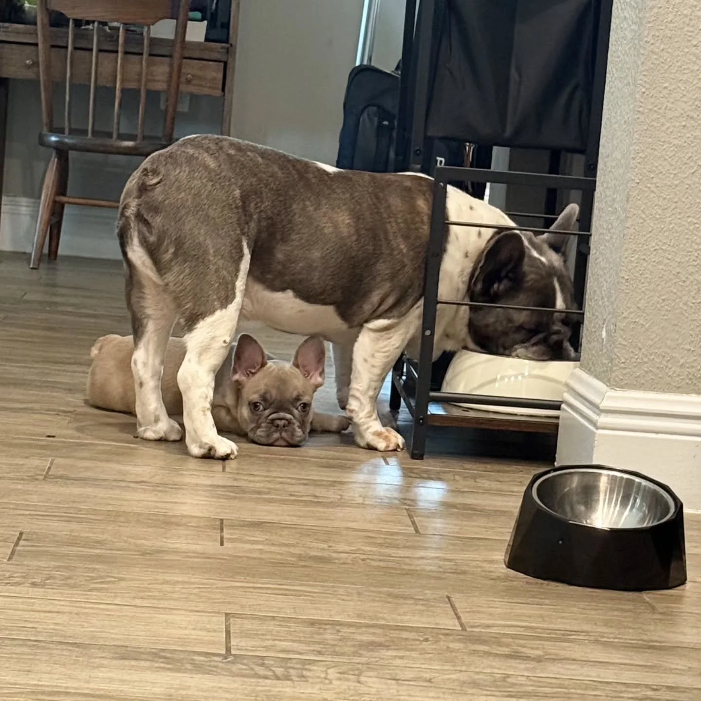🐾 Some friendships are just meant to be. ❤️

Tater has officially made himself at home, and it looks like Batman has already welcomed him into the family. From peaceful naps side by side to following each other around the house, these two are quickl