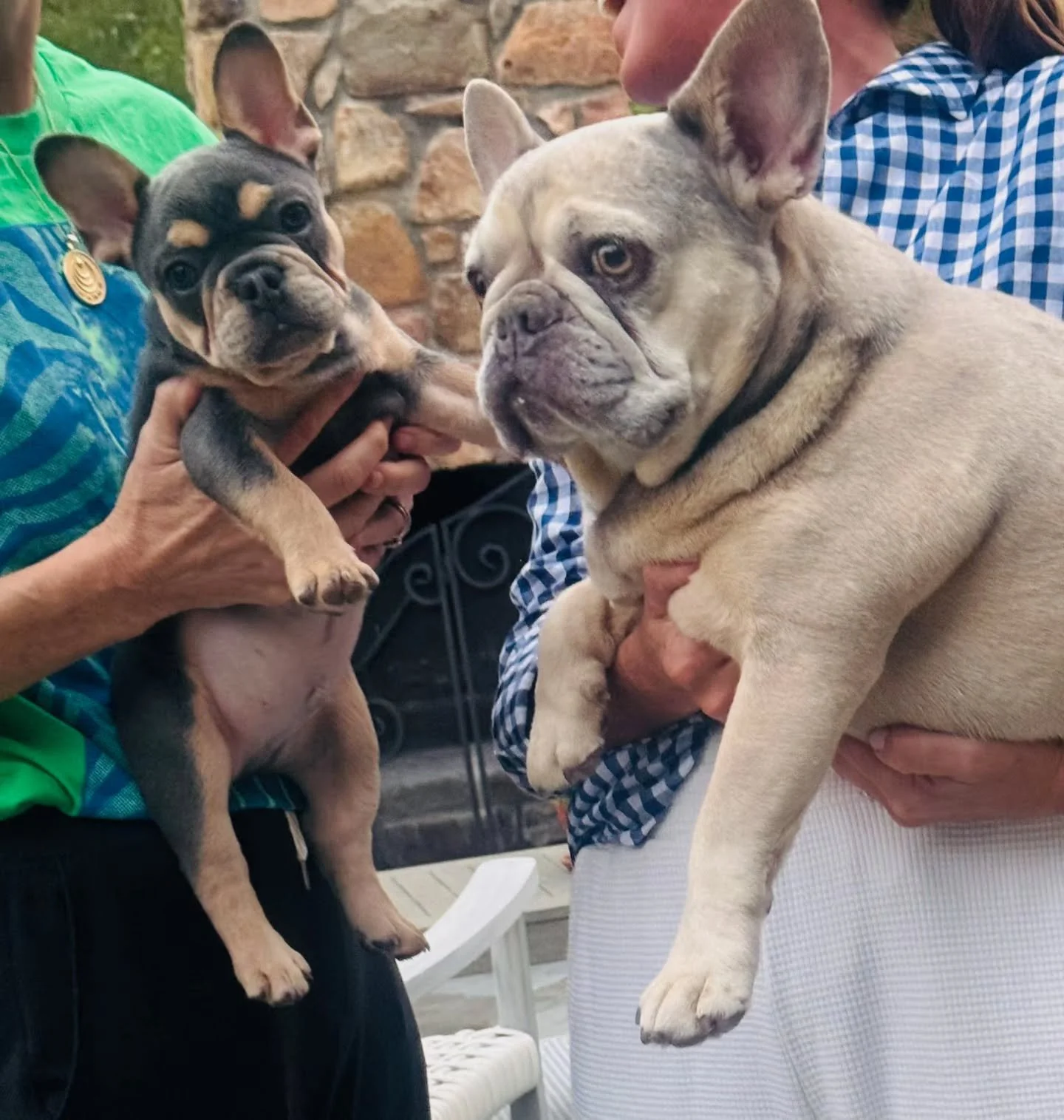 Nothing sweeter than seeing our Top Paw family grow. 🥹🐾💕

Jorgie, one of our past puppies, got to meet little Archie &mdash; whose family found us through Jorgie&rsquo;s family! 🐶💙

There&rsquo;s something extra special about a previous customer