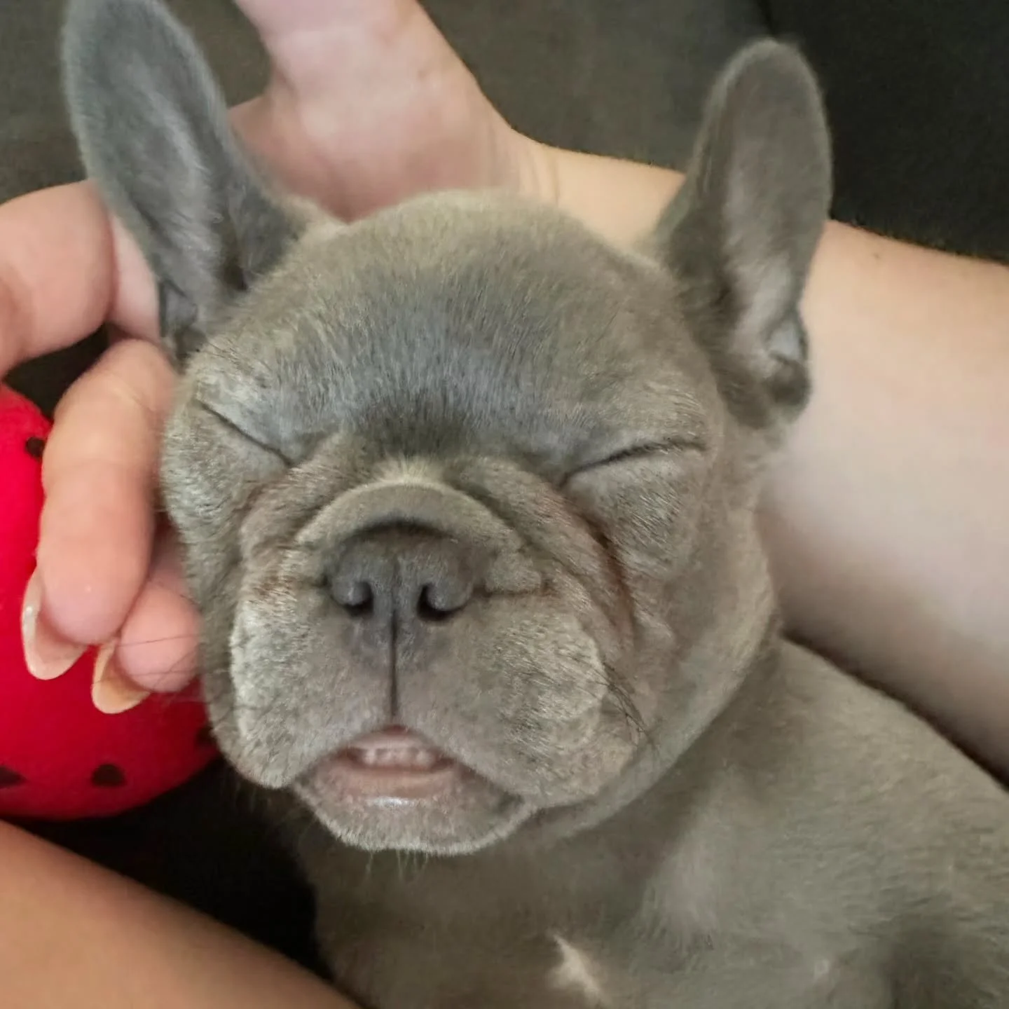 Lazy Sunday mood: cozy cuddles, sleepy eyes, and absolutely no plans to move anytime soon. 😂🩷 

This sweet girl is clearly living her best little spoiled-puppy life, and we LOVE getting updates like these from our Top Paw families! 🐾

Sunday check