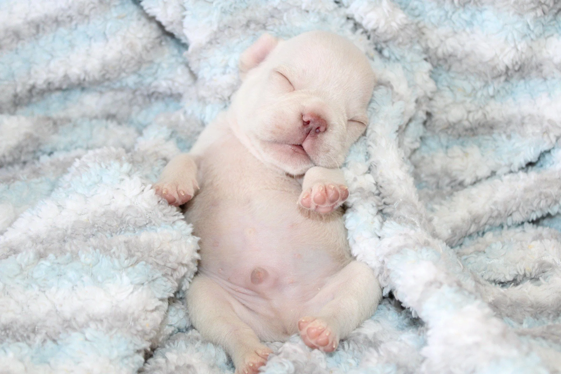 Dreaming their way through puppyhood. 💤🤍
These sweet little boys make sleeping look extra adorable with their tiny noses, round bellies, and snuggly cuddles. Pure baby bliss. 🐾
#FrenchiePuppies #SleepingFrenchies #PuppyLove #FrenchBulldogPuppies #