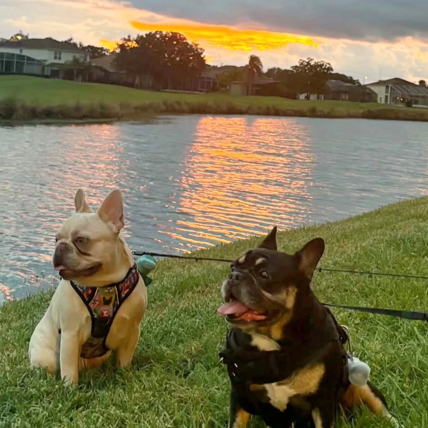Sunset strolls and familiar faces 🌅🐾

A sweet pupdate from Baker, our handsome cream boy, and our retired girl Uni&mdash;now known as Veda! 🥹💛 These two made the cutest pair for an evening by the lake.

Seeing our puppies grow up is special, and 