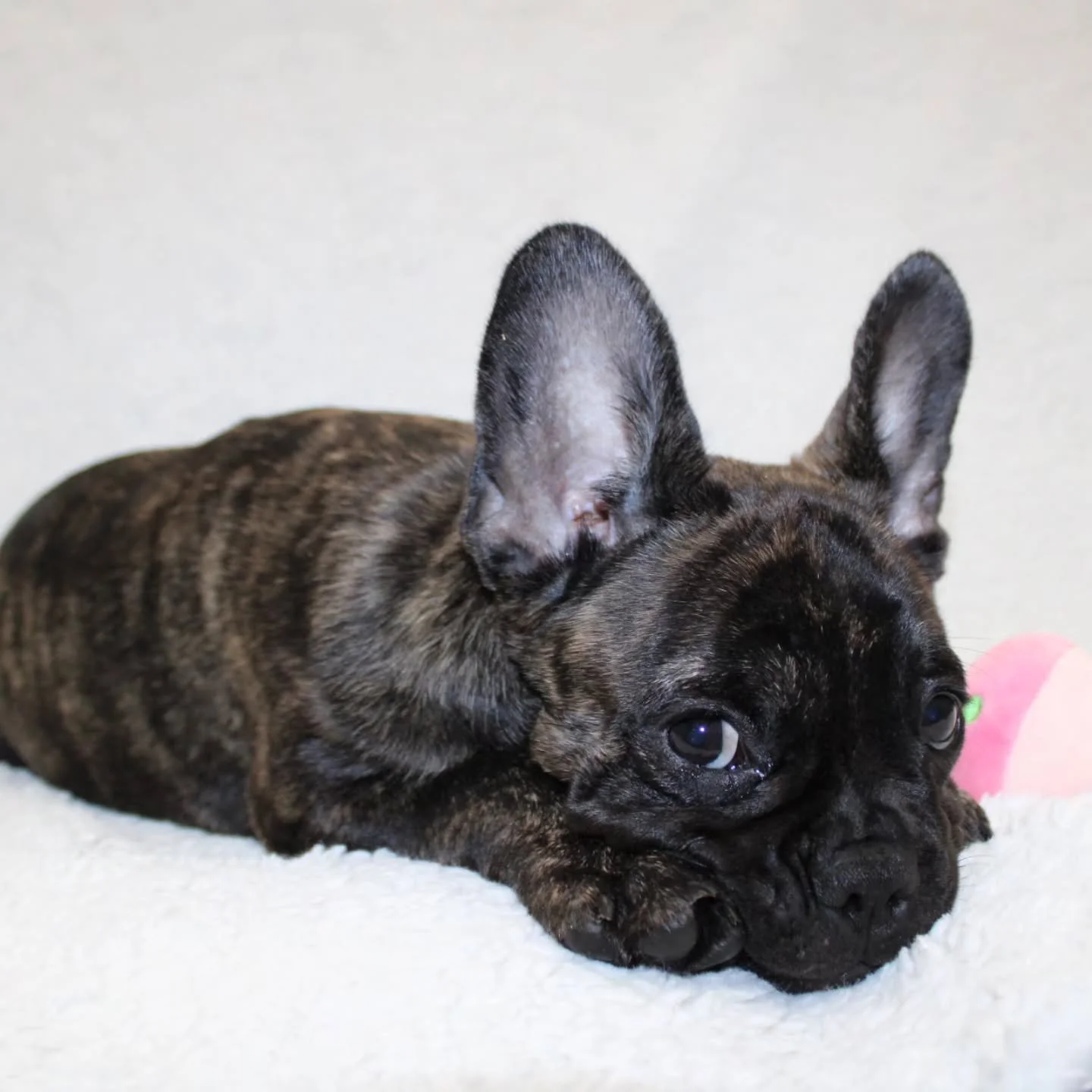 Warning: those puppy eyes are VERY convincing. 🥹🤎

Our sweetest brindle girl has tiny tiger stripes, the cutest little pout, and a whole lot of love to give. Her favorite future job? Being somebody&rsquo;s spoiled little shadow. 🐾💕

Could you say