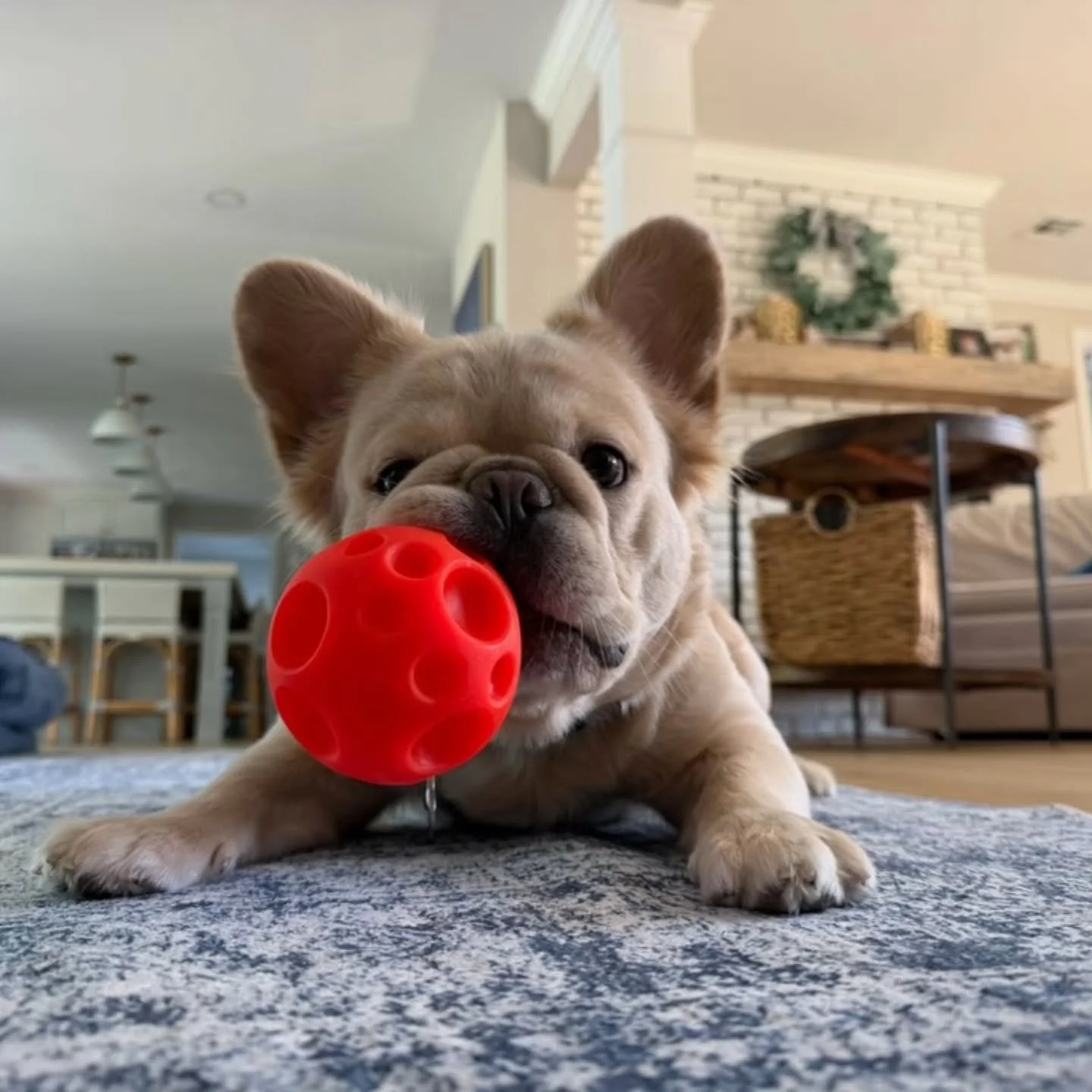 🐾💛 FINN-TASTIC PUPDATE! 💛🐾

Look who's living his best life! 😍 Our handsome cream fluffy boy, Finn, is growing up to be quite the little heartbreaker! 🥹❤️

From that adorable fluffy face to his big personality and love for playtime, Finn is cle