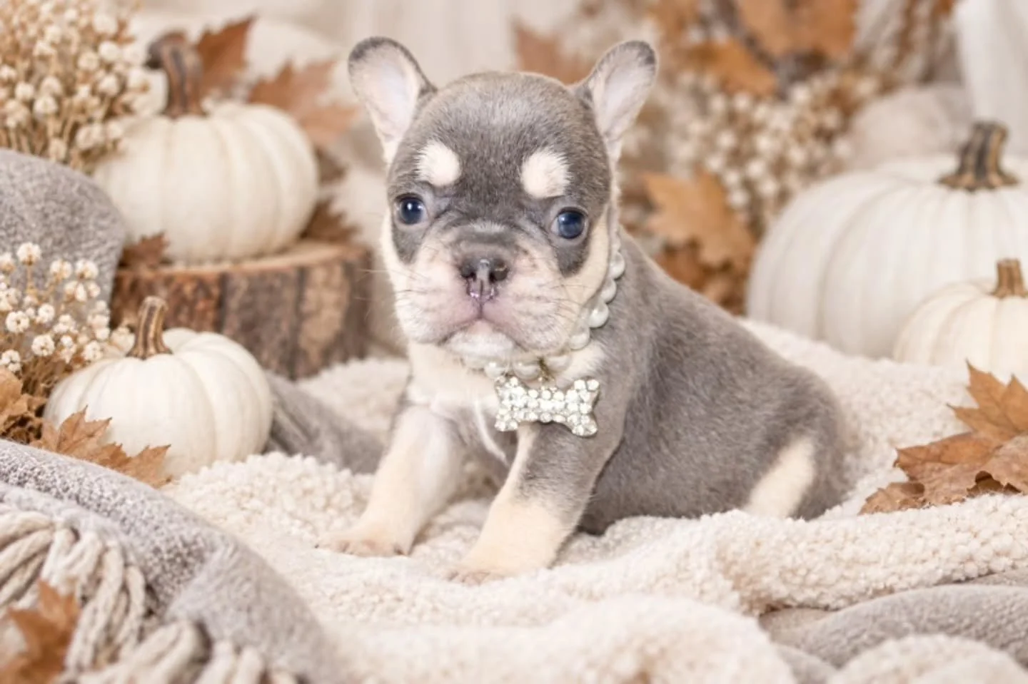Sweater weather, tiny paws, and a little extra sparkle 🤎🍂✨

This little sweetheart understood the fall assignment&mdash;pearls on, pumpkins ready, and the cutest face stealing the whole show. 🥹🐾

Who else would happily spend a cozy fall afternoon