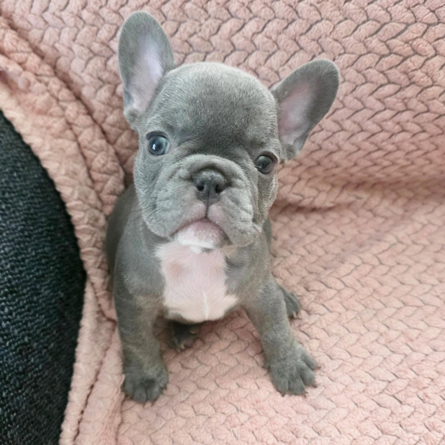 💜🐾 Little Miss Perfect has entered the chat! 😍

Those big beautiful ears, those soulful puppy eyes, and that sweet little squishy face! 🥹💕

This gorgeous lilac girl is pure sweetness wrapped up in the tiniest little Frenchie body! 💜✨ She's alre