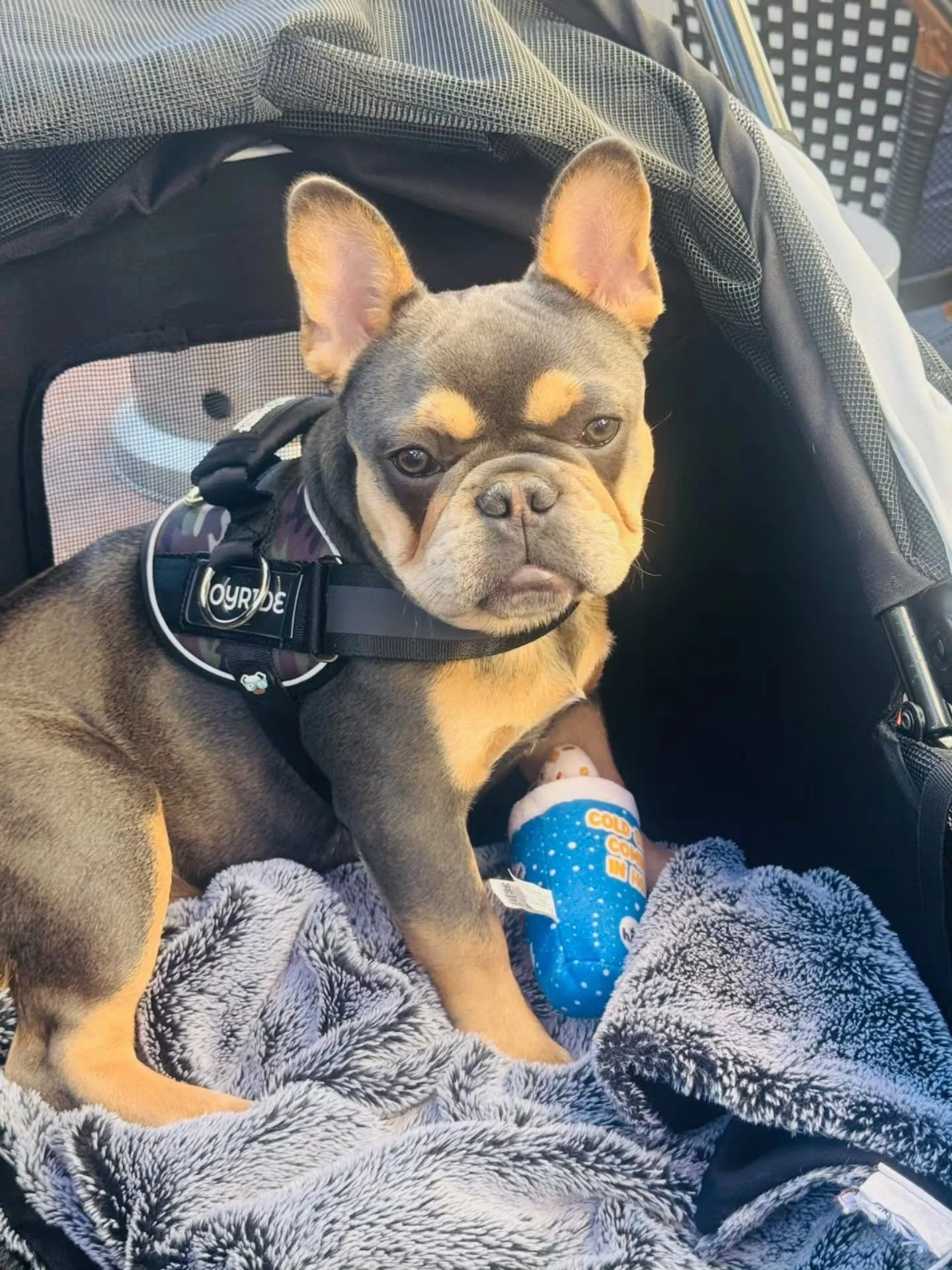 🐾 Pupdate from Archie! 🐾

Look at this handsome boy at 5 months old! 😍 Those little tan eyebrows, big bat ears, and that serious face&mdash;he&rsquo;s already a little heartbreaker! His family says he&rsquo;s &ldquo;pretty amazing,&rdquo; and seei