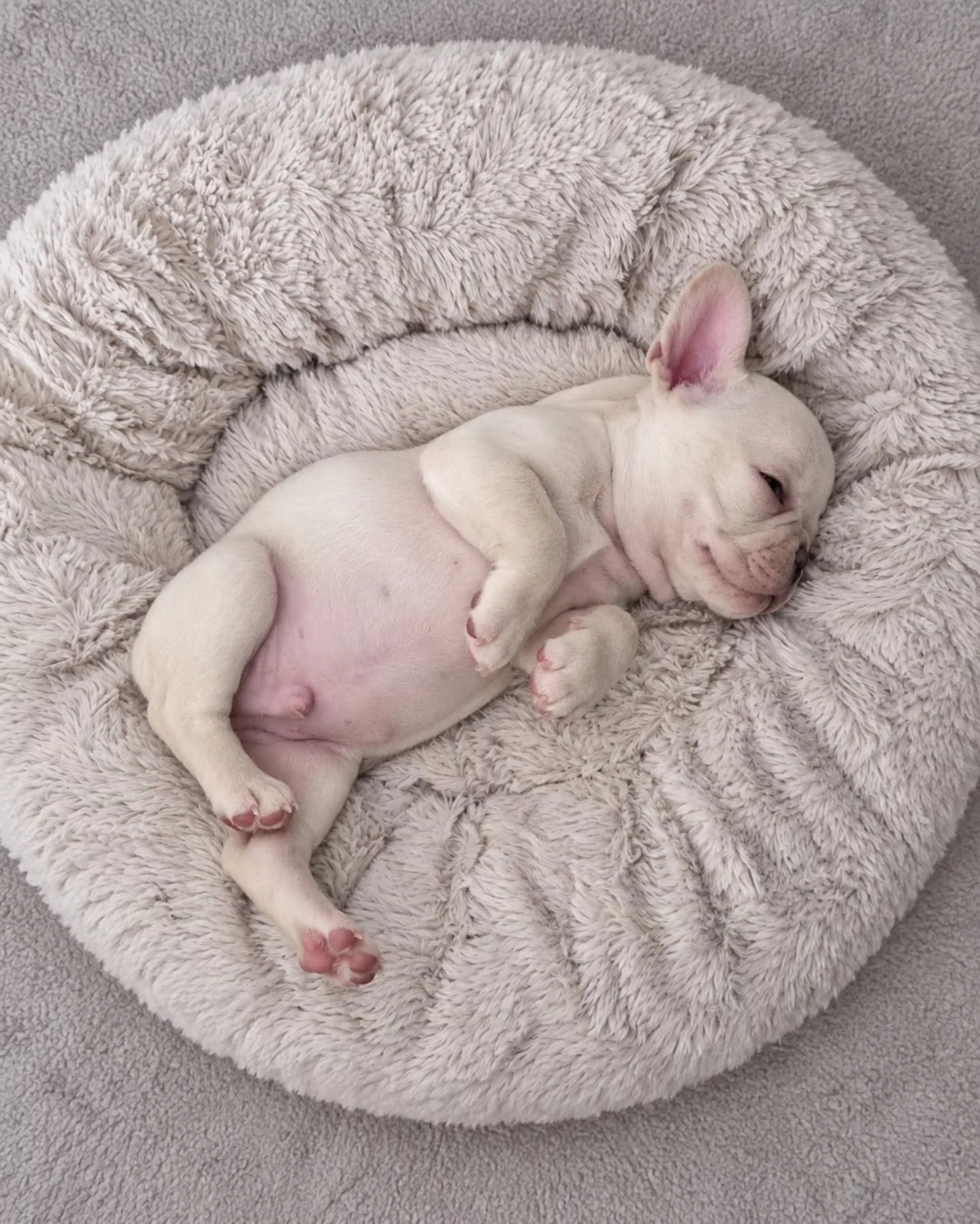 One ear on duty, the rest of me off the clock. 🤍💤 Belly up, tiny paws tucked, and absolutely no plans to move. 🐾

#TopPawFrenchies #FrenchiePuppy #SleepingPuppy #PuppyBelly #FrenchieLove
