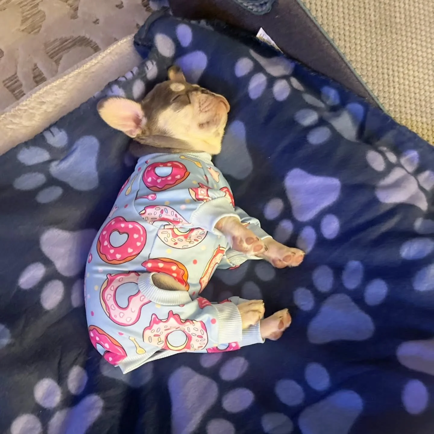 Evie went home today and has already mastered the good life! 🏡💕 A day full of toys, exploring, and successful potty breaks&hellip; followed by a little pampering and fresh donut jammies. 🍩🐾

Now she&rsquo;s officially out of sprinkles! 😴 So happ
