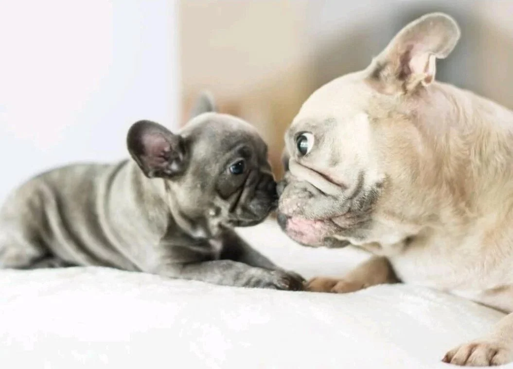 TOP PAW FRENCHIES