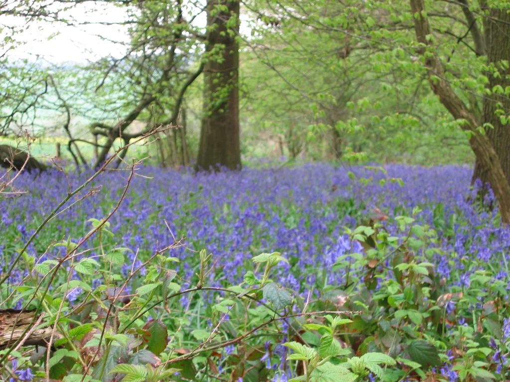 Bluebell carpet.JPG