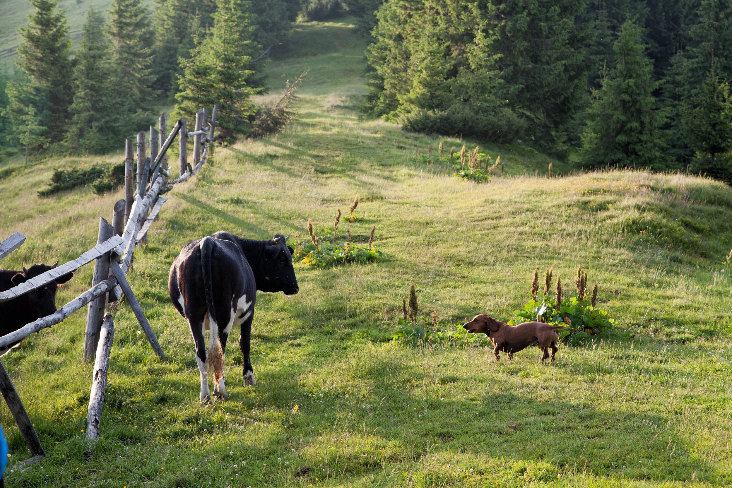 Recovering your bark 😃